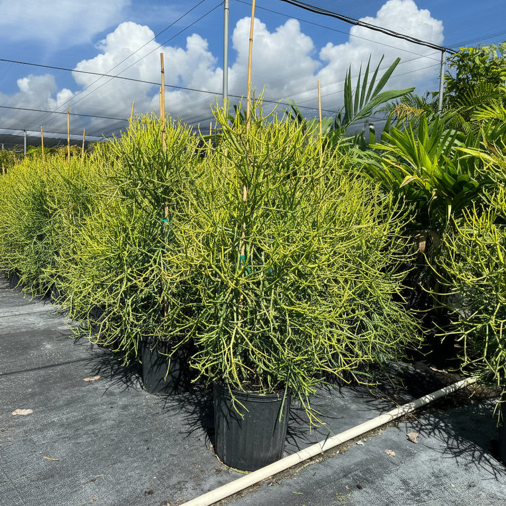 pencil cactus in Row of potted plants under a large canopy