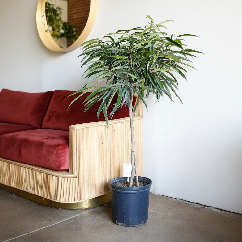 Ficus Alii Tree Ficus Maclellandii in 5 gallon nursery pot with tall architectural canopy and cascading tropical foliage, ideal for statement entryways and contemporary office spaces.