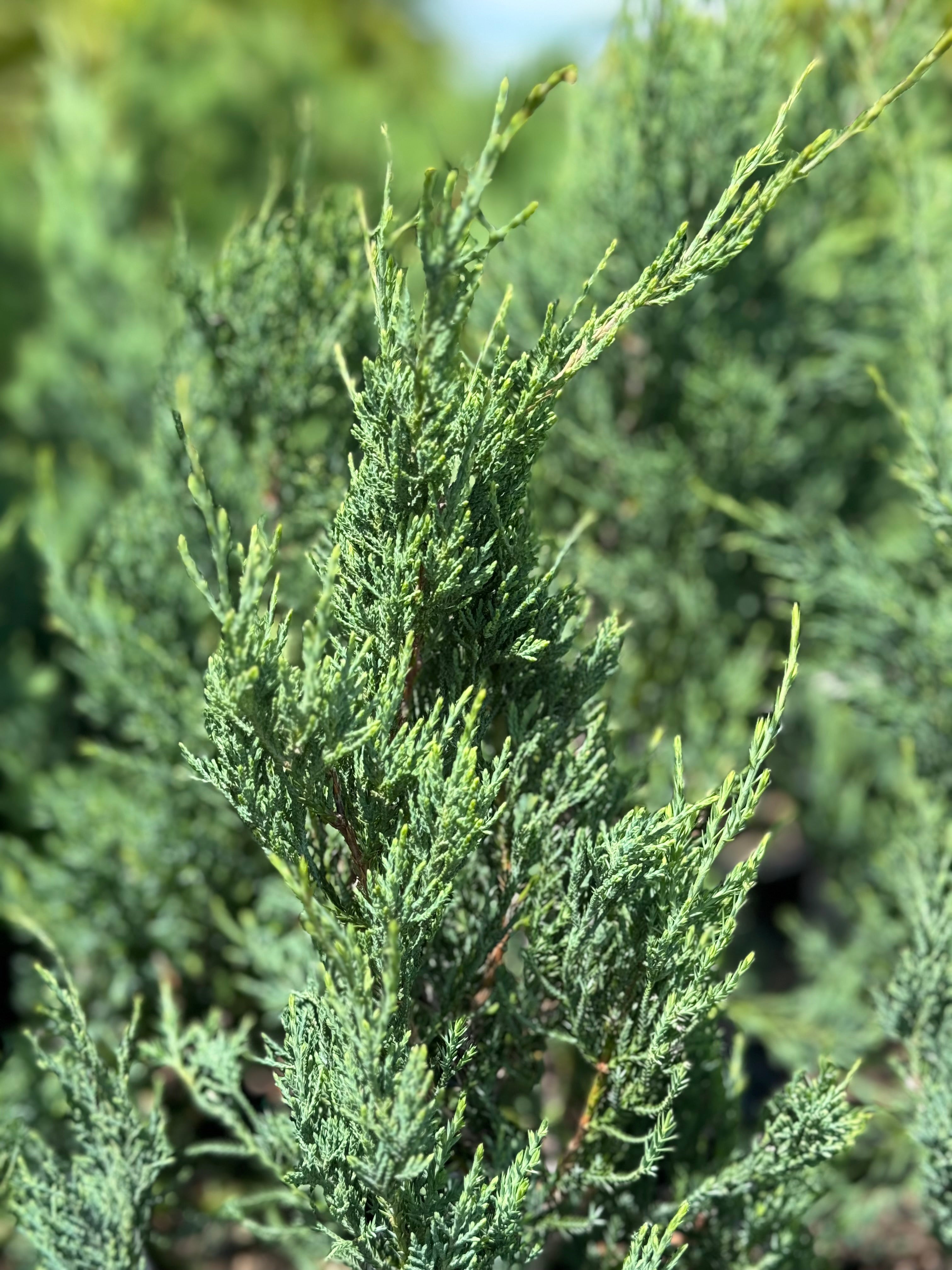 Burkii Juniper, Eastern Red Cedar