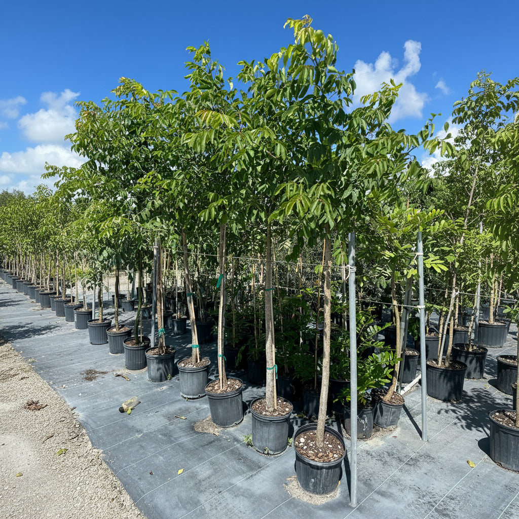 Gumbo limbo row of potted trees on a gravel surface with a clear blue sky.
