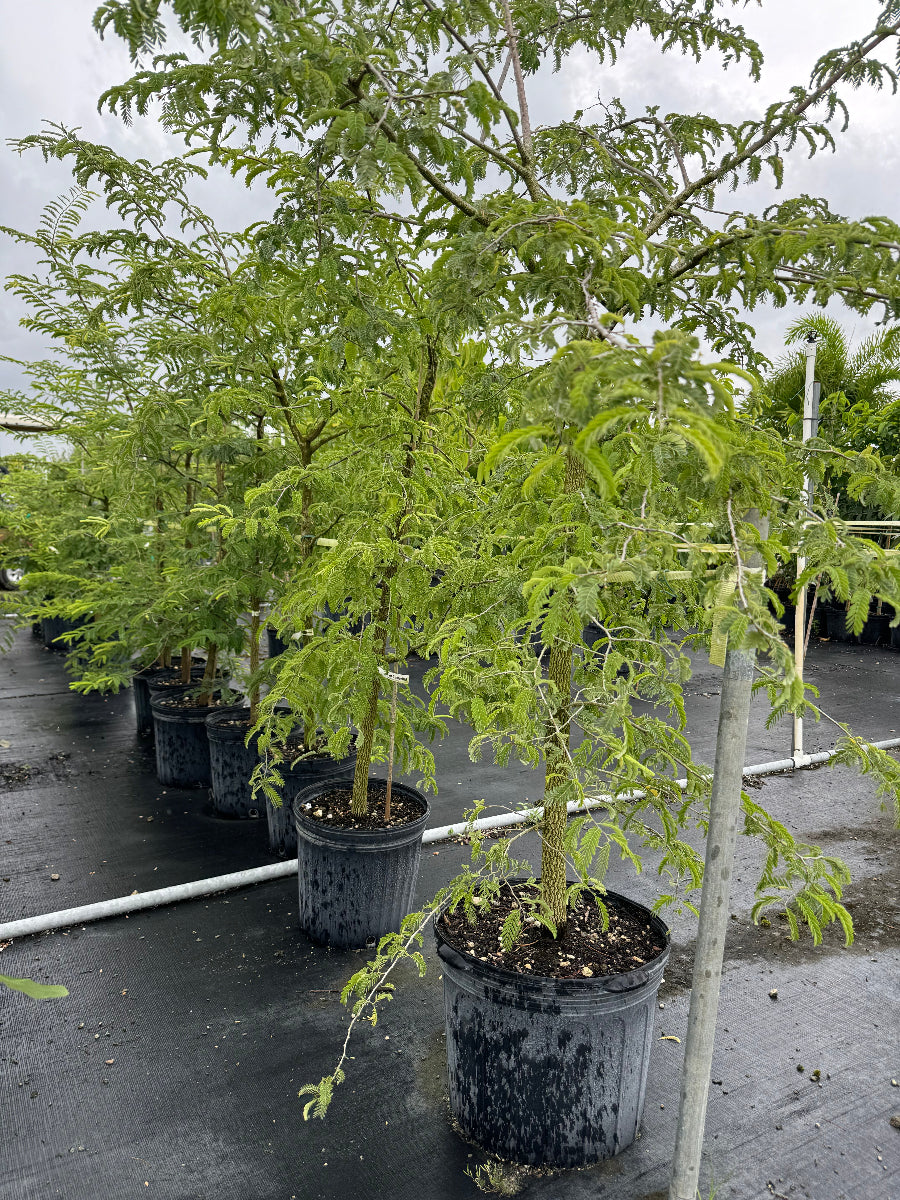 Several young trees with feathery, bright green foliage, supported by stakes and growing in black nursery pots