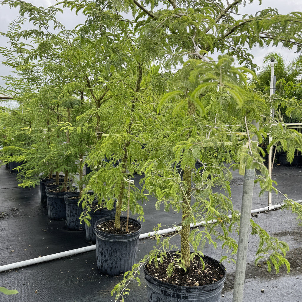 Several young trees with feathery, bright green foliage, supported by stakes and growing in black nursery pots