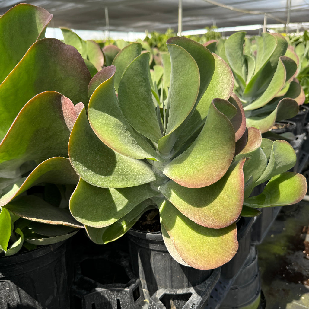 Kalanchoe Cactus, Thyrsiflora &