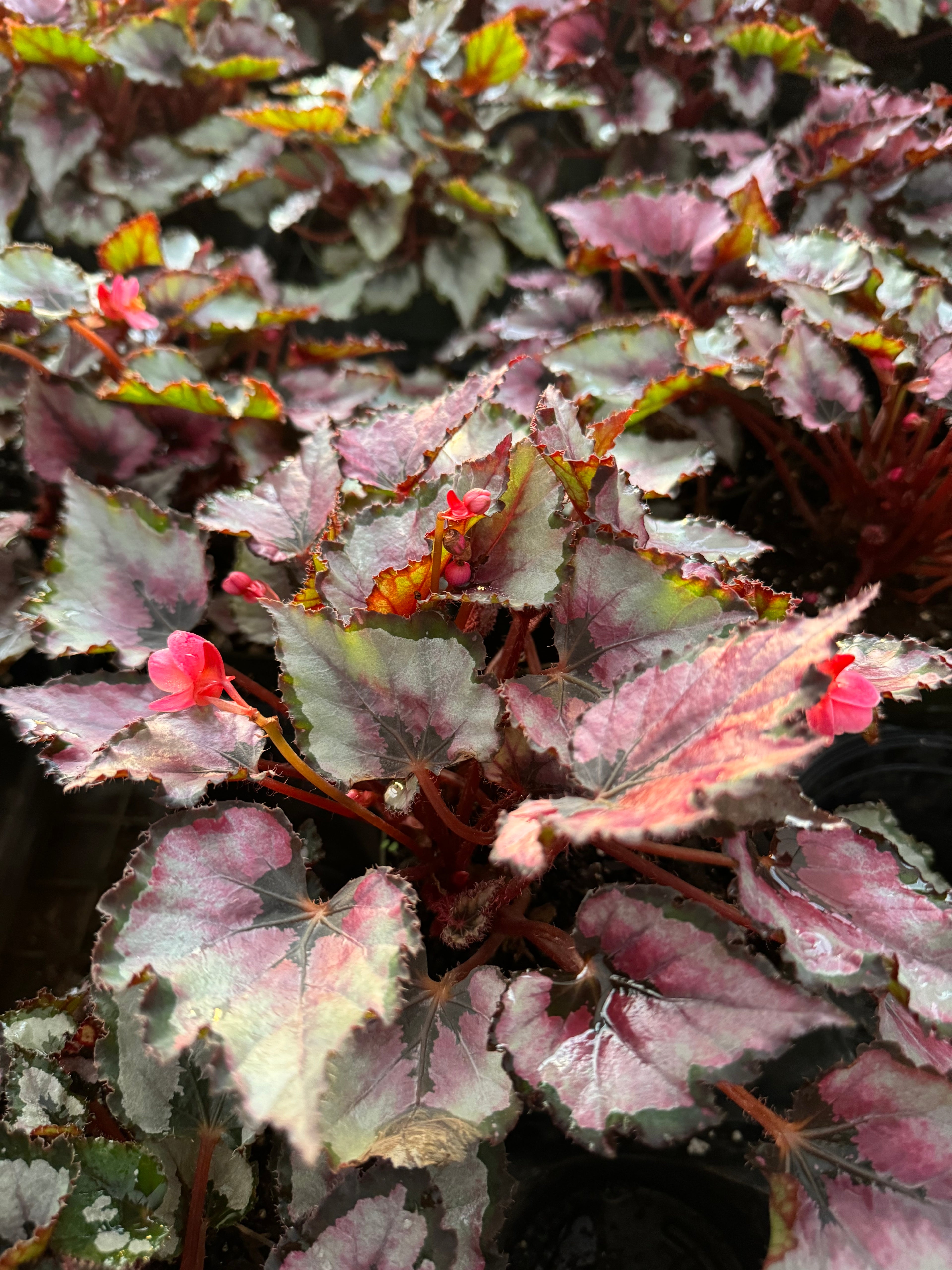 leaves of Begonia Harmony&
