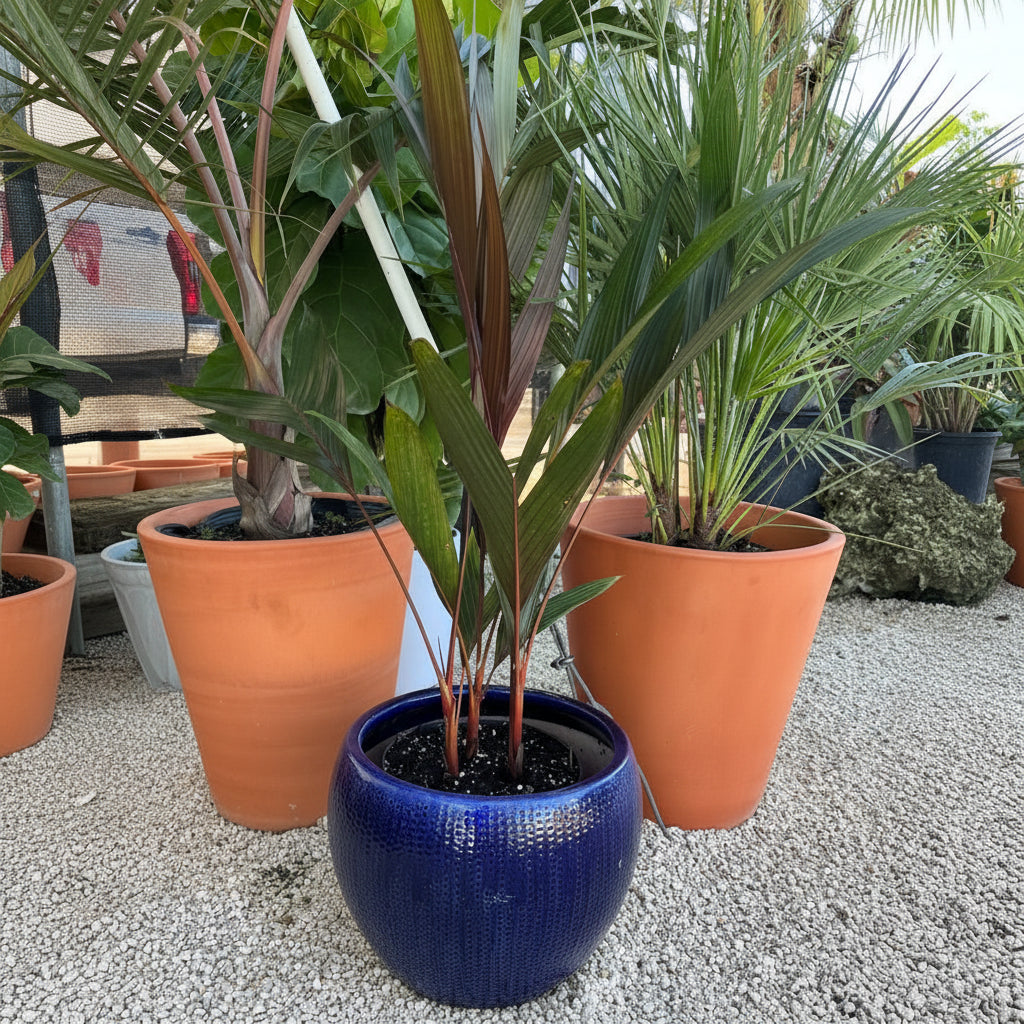 Areca Vestiaria, Red Crownshaft Palm featuring striking bright red stems and lush green fronds, potted in a glossy blue round planter