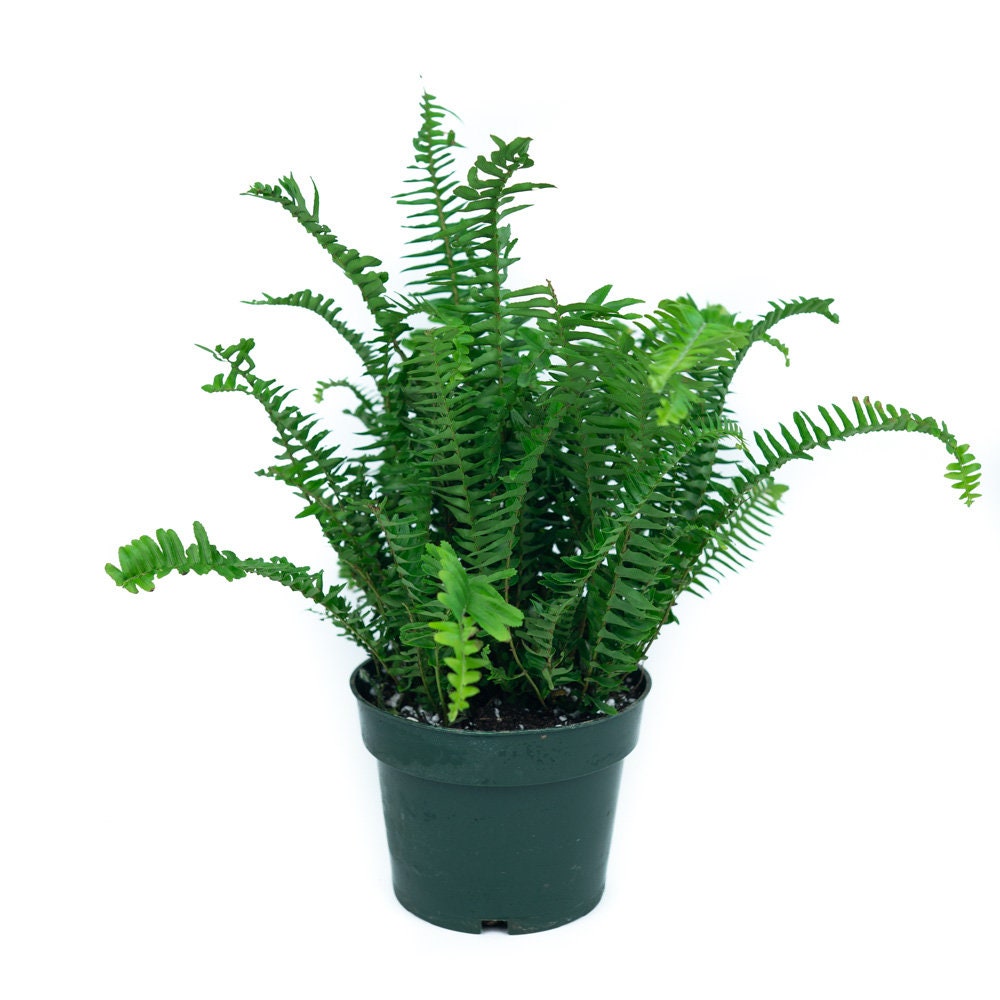 Kimberly Queen Fern in a green pot