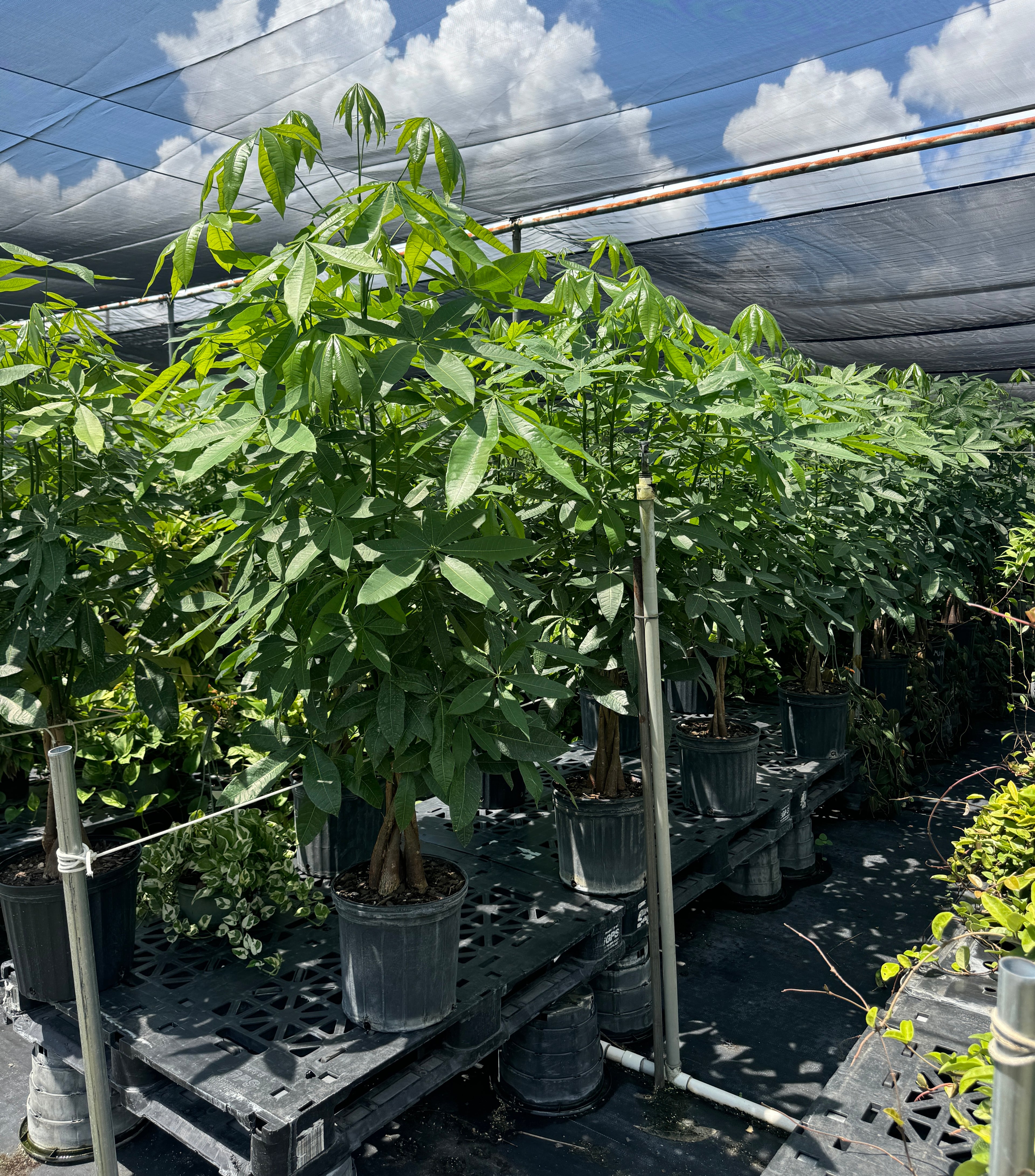 Money Tree Braided, Tree Form, Pachira Aquatica, Good Luck Tree