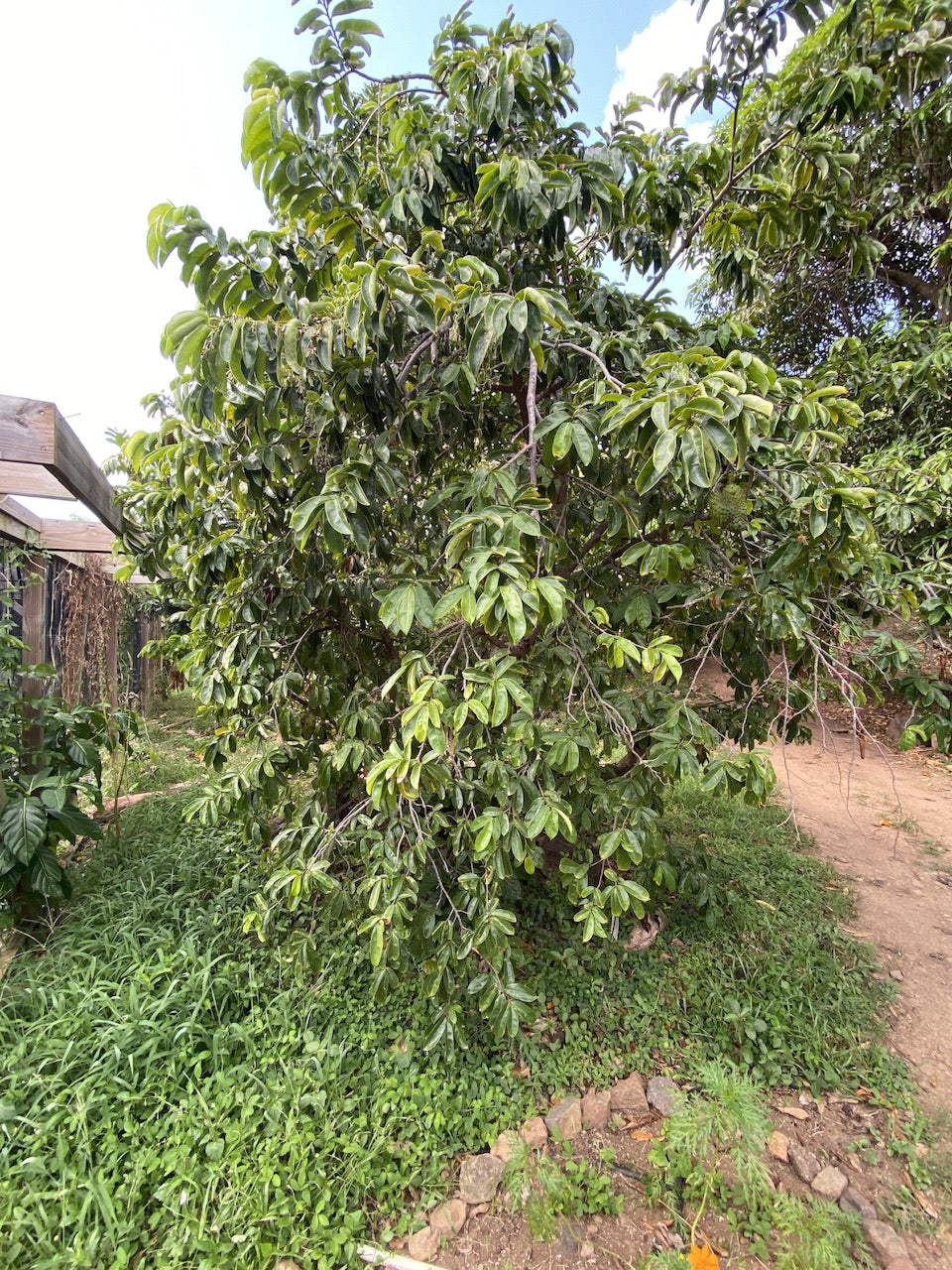 Soursop Guanabana Fruit Tree, Annona Muricata