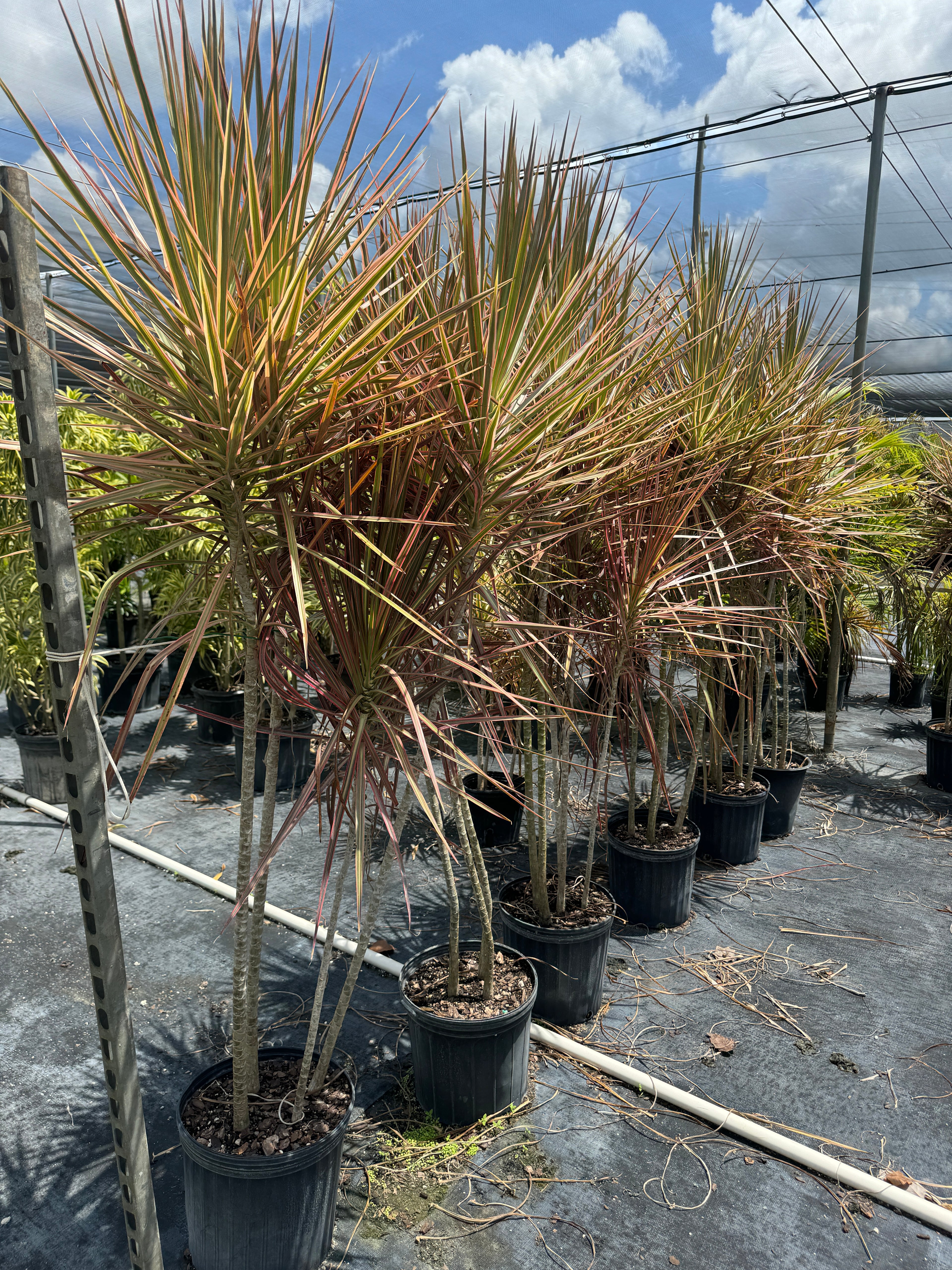 Dracaena Dragon Tree Colorama, Tree Form