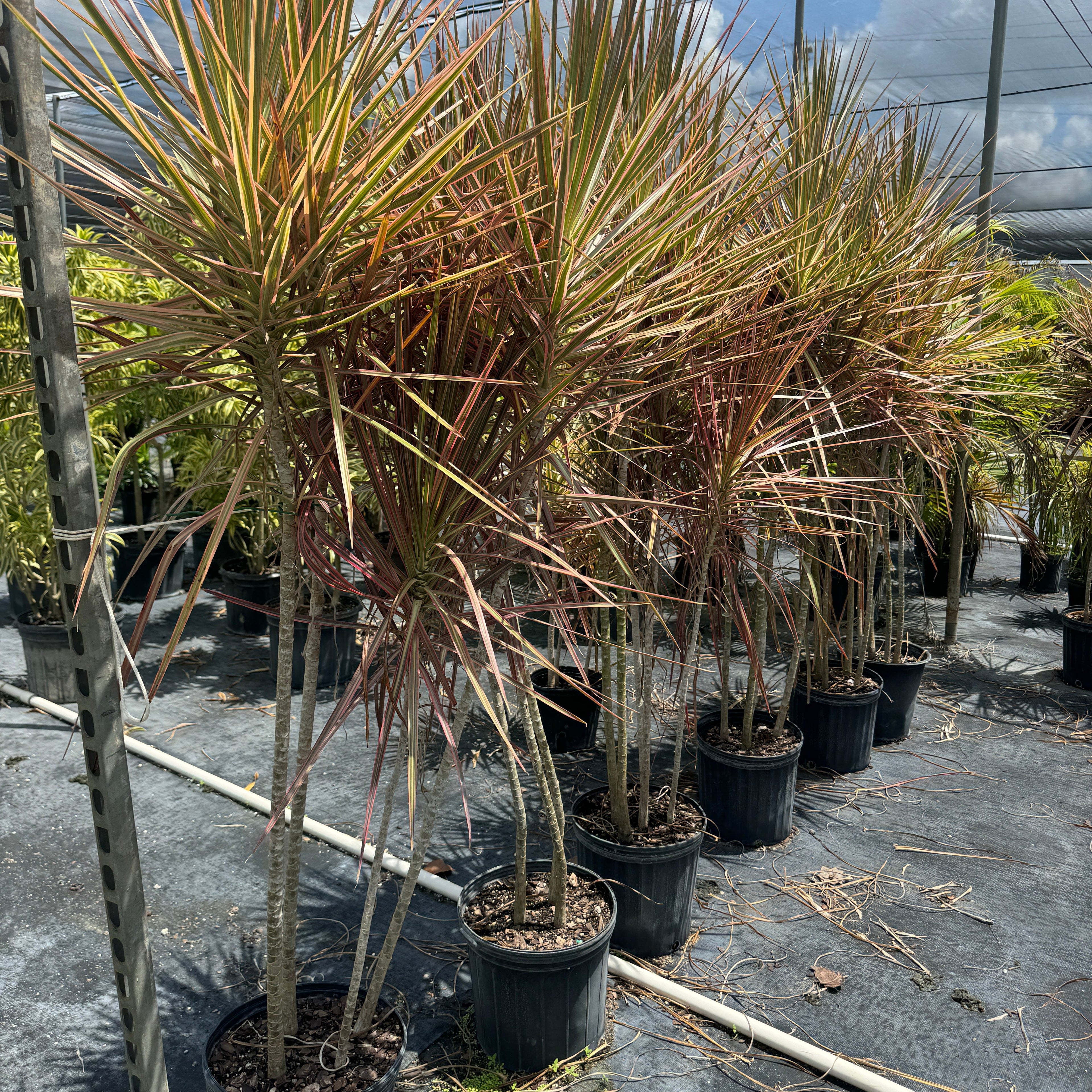 Full Grown Dracaena Dragon Tree Colorama, Tree Form in a 5-gallon nursery pot for outdoor use to amplify commercial garden beds or privacy borders.