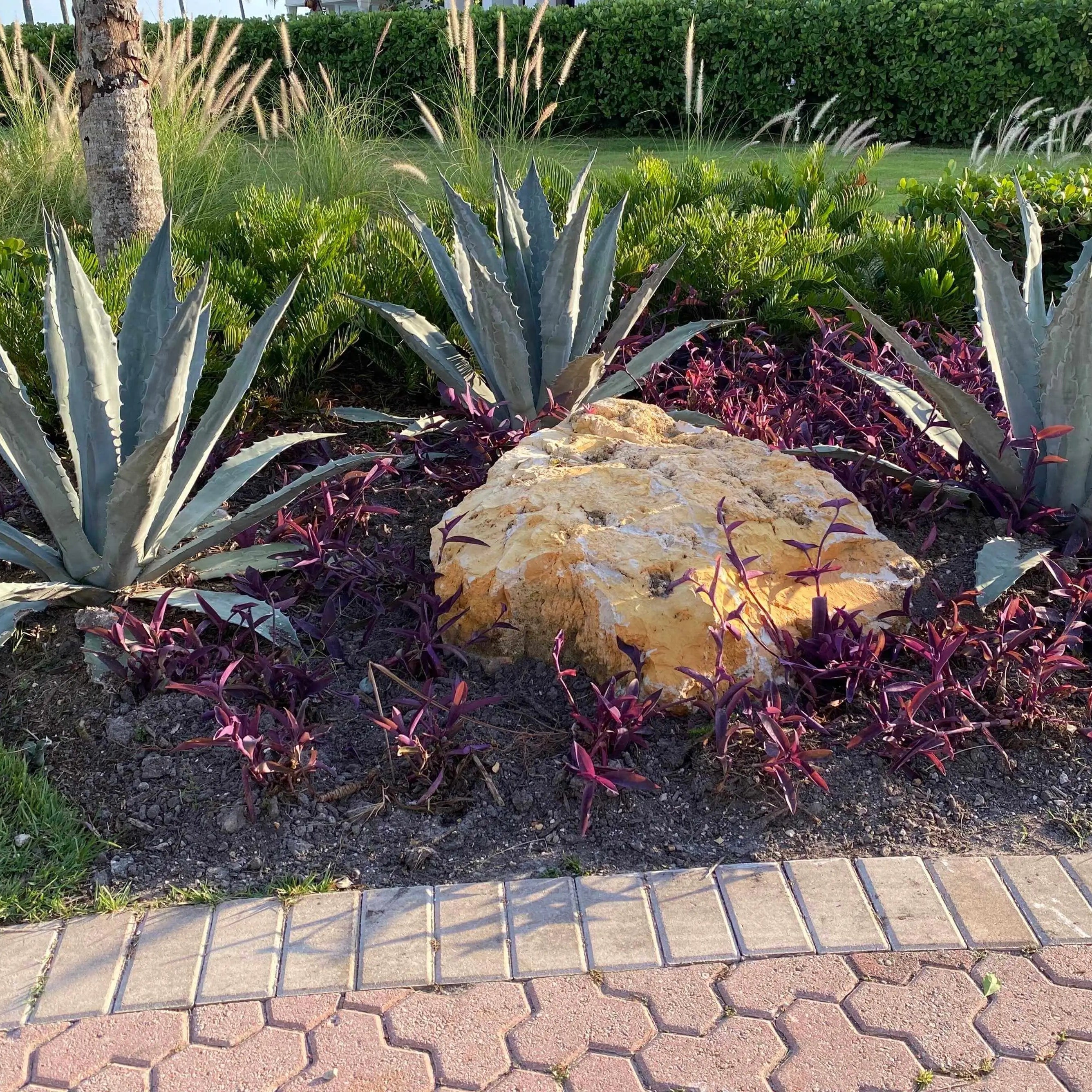 Agave Americana Amarillo Century Plant