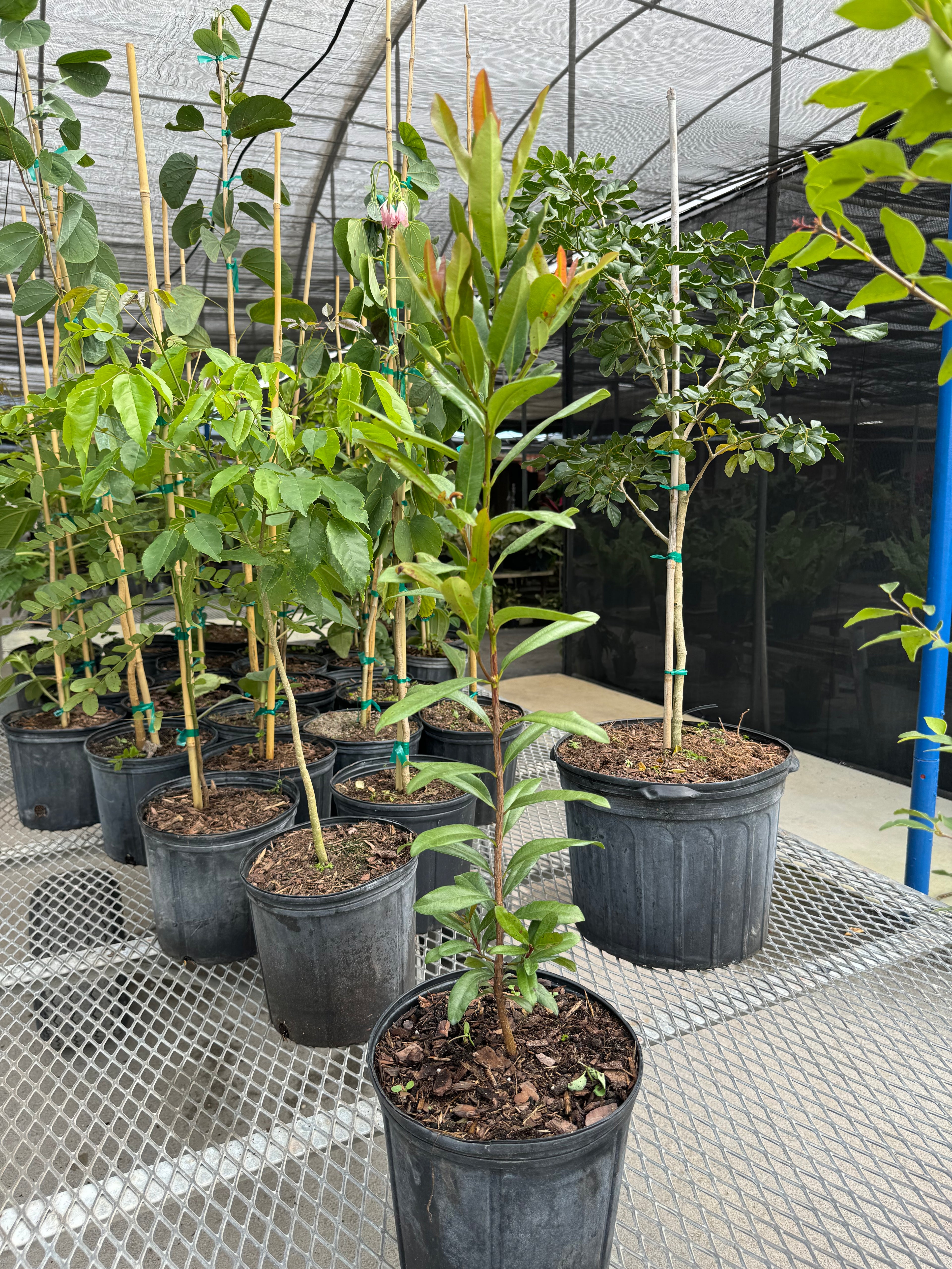 Bay Rum Flowering Tree, Pimenta Racemosa