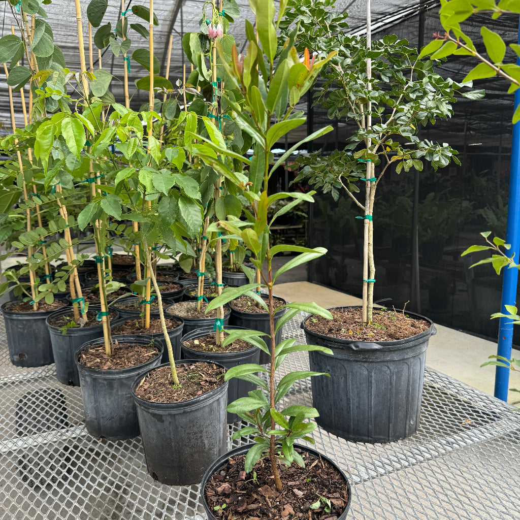 Bay Rum Flowering Tree, Pimenta Racemosa in a 2gal pot on trailer