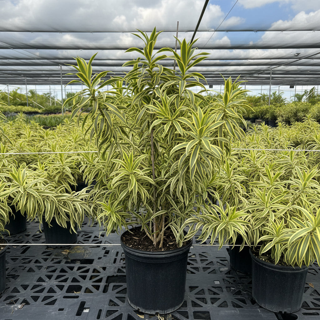 Song of India (Dracaena reflexa) plant with variegated yellow and green leaves in a 2 gallon black nursery pot