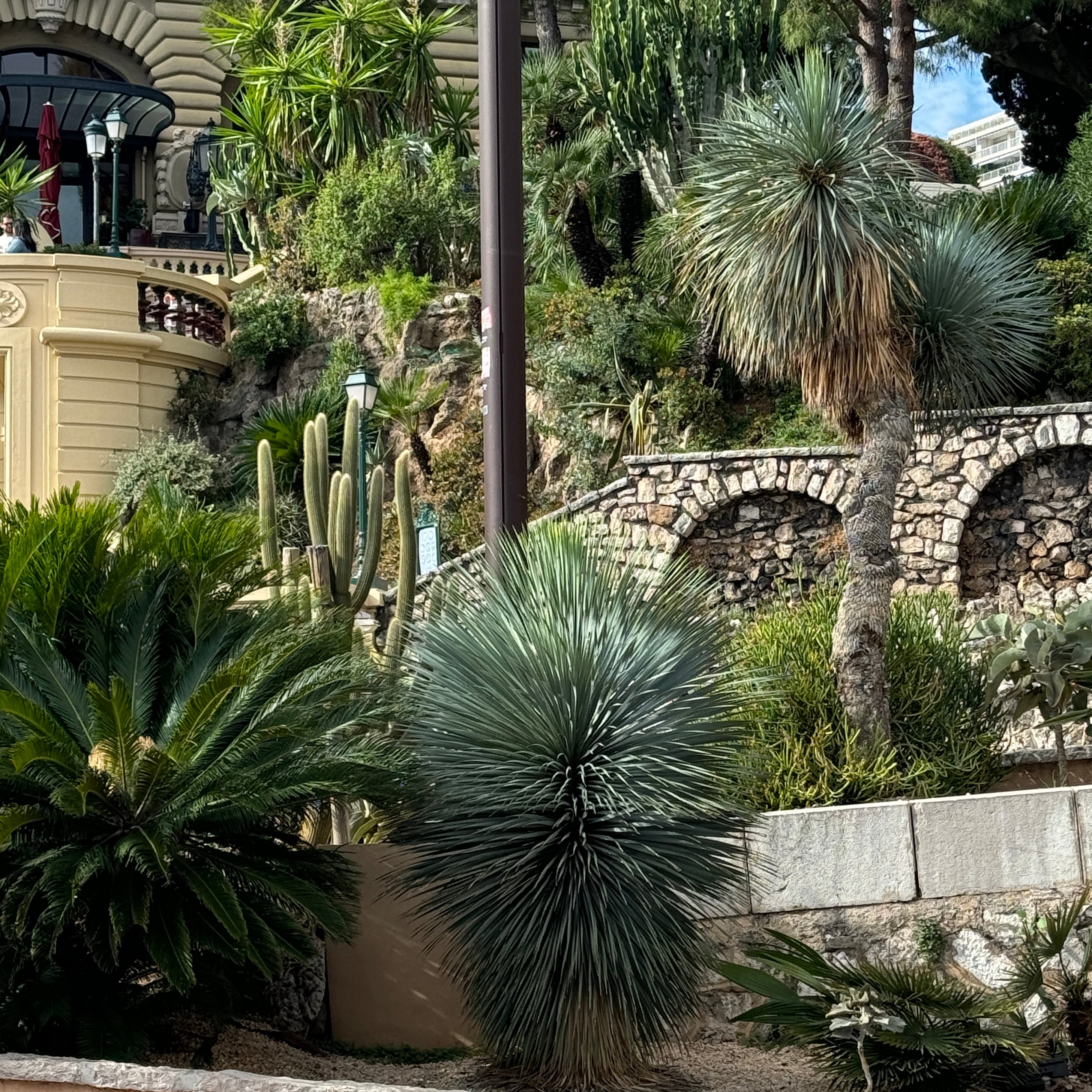 Yucca Rostrata Beaked Yucca, Desert Jewel Palm
