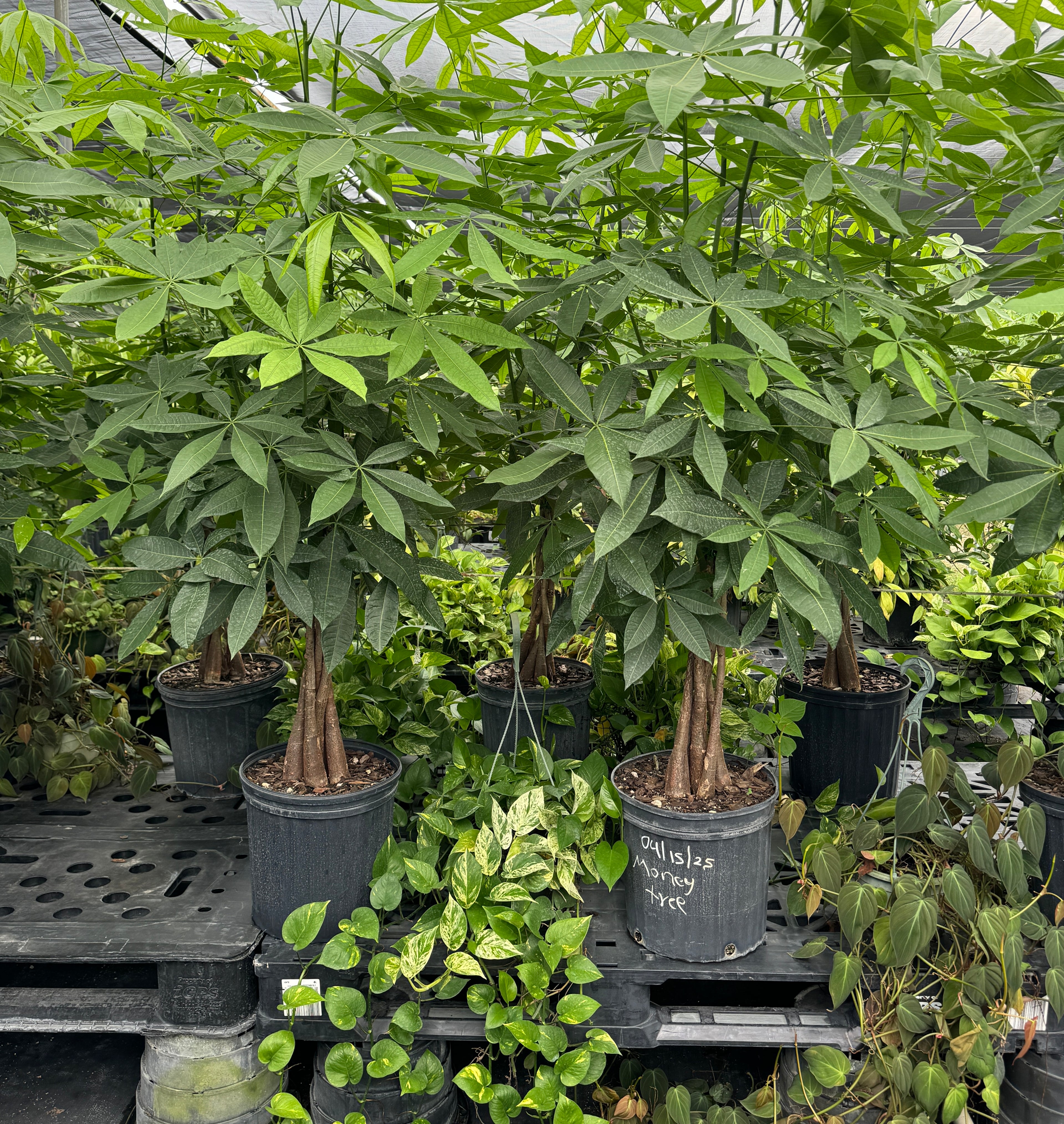 Money Tree Braided, Tree Form, Pachira Aquatica, Good Luck Tree