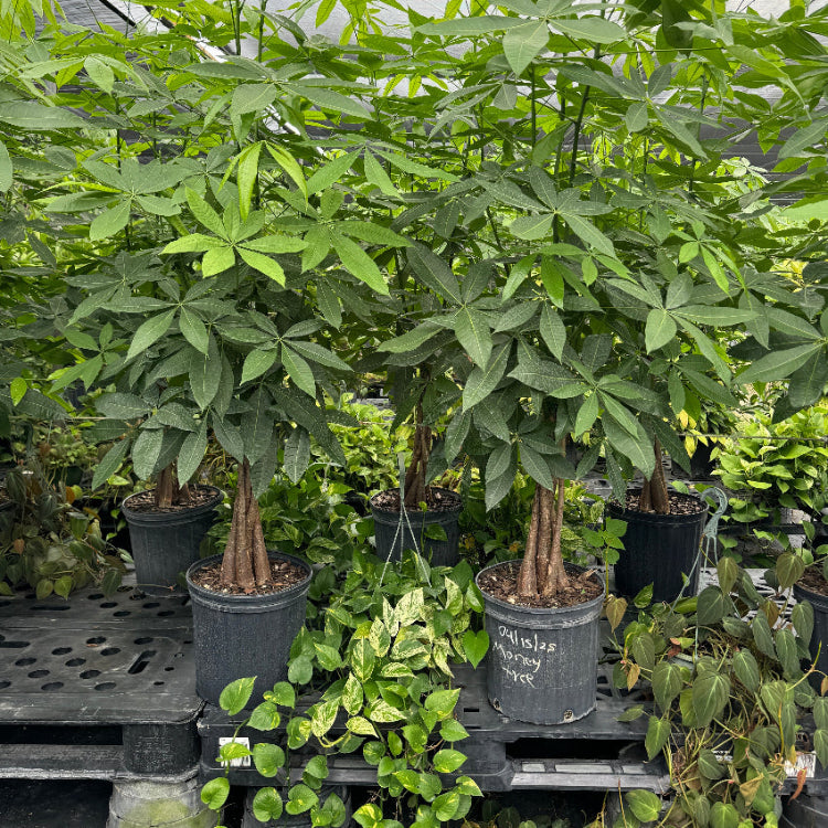 Full Grown Money Tree Braided, Tree Form, Pachira Aquatica, Good Luck Tree in a 5-gallon nursery pot for indoor or shaded outdoor use to amplify a commercial atrium, covered porch, or garden patio.