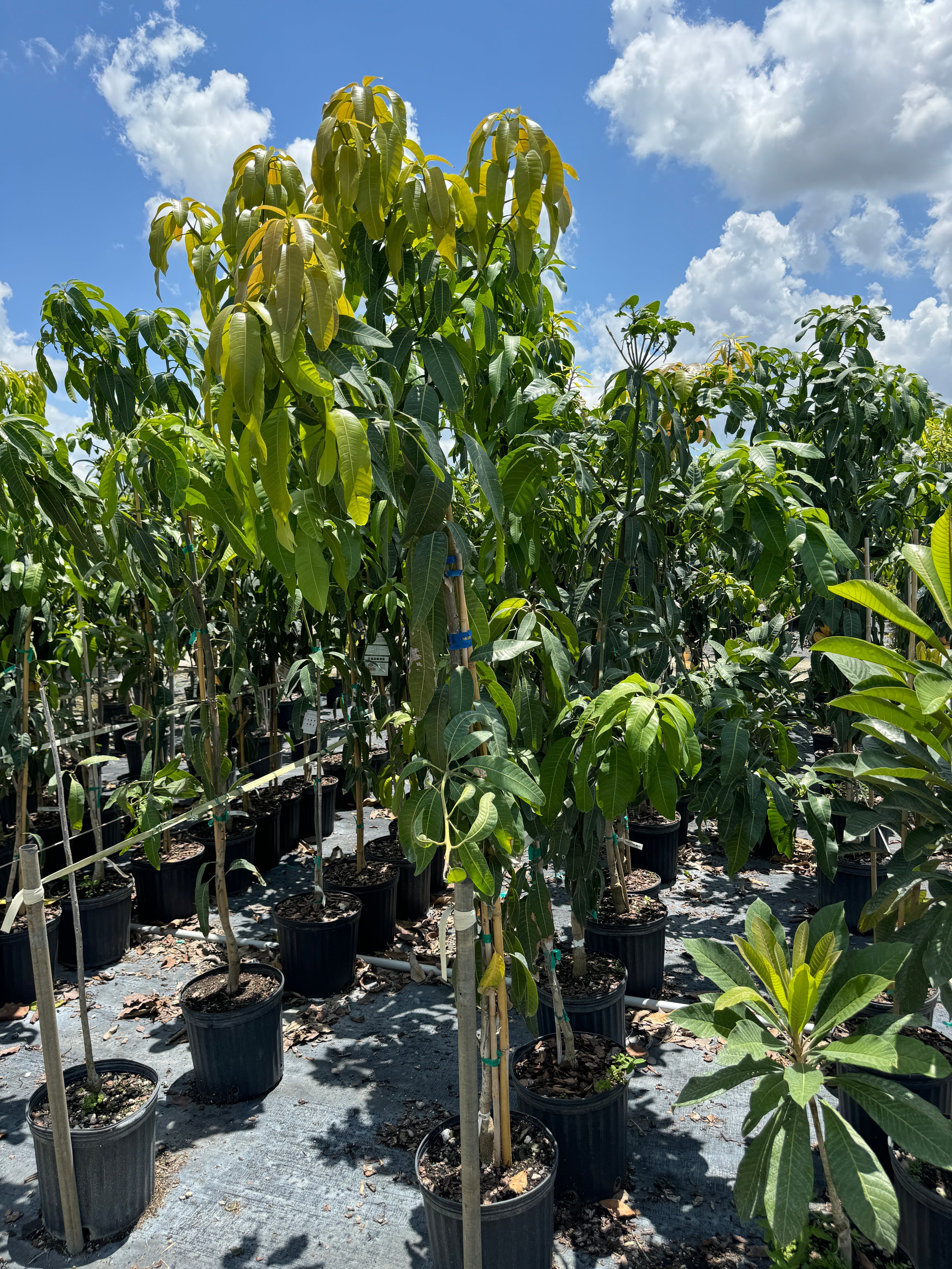 Valencia Pride Mango Fruit Tree, Mangifera indica