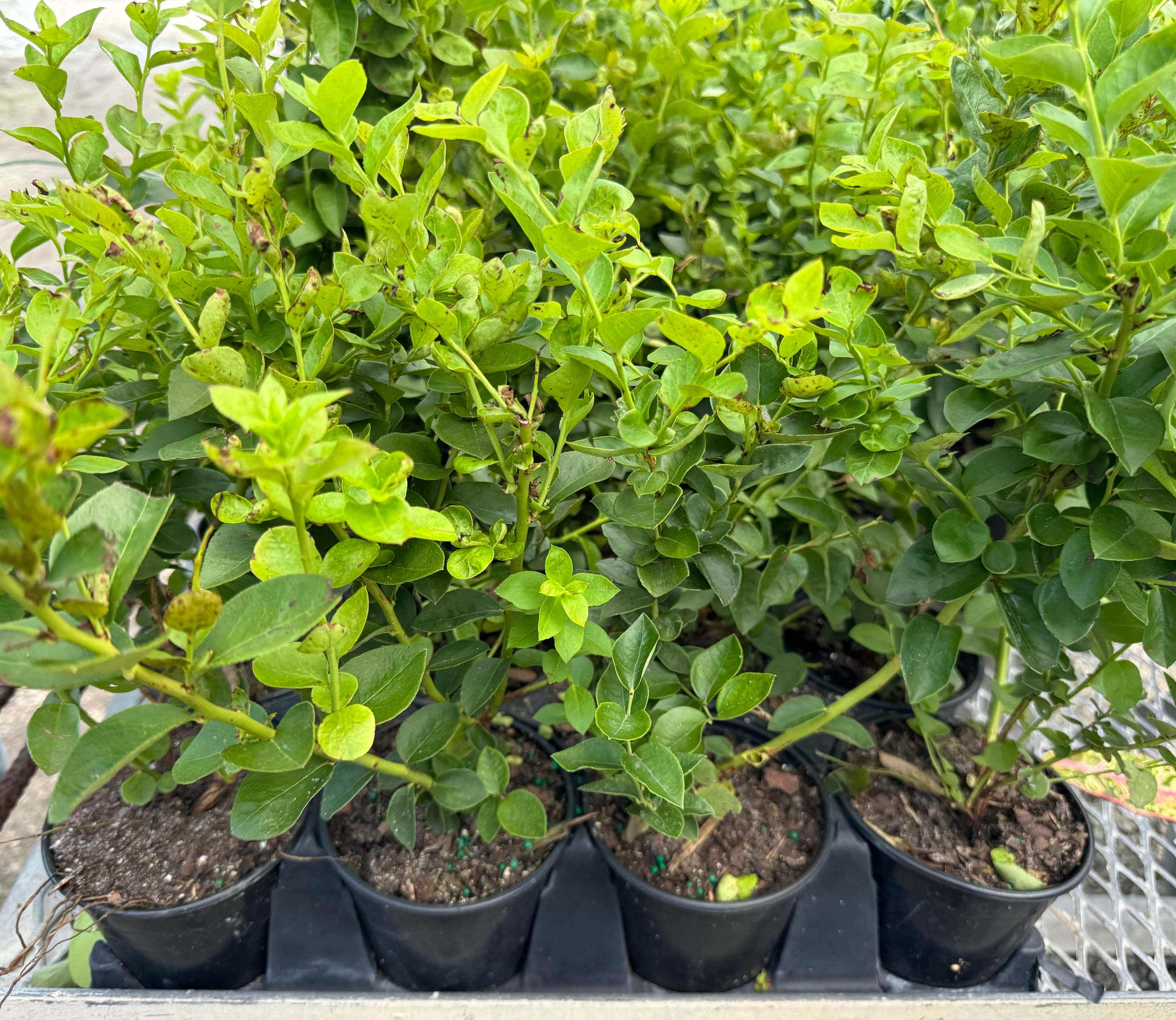 Blueberry Emerald Highbush, Vaccinium Corymbosum