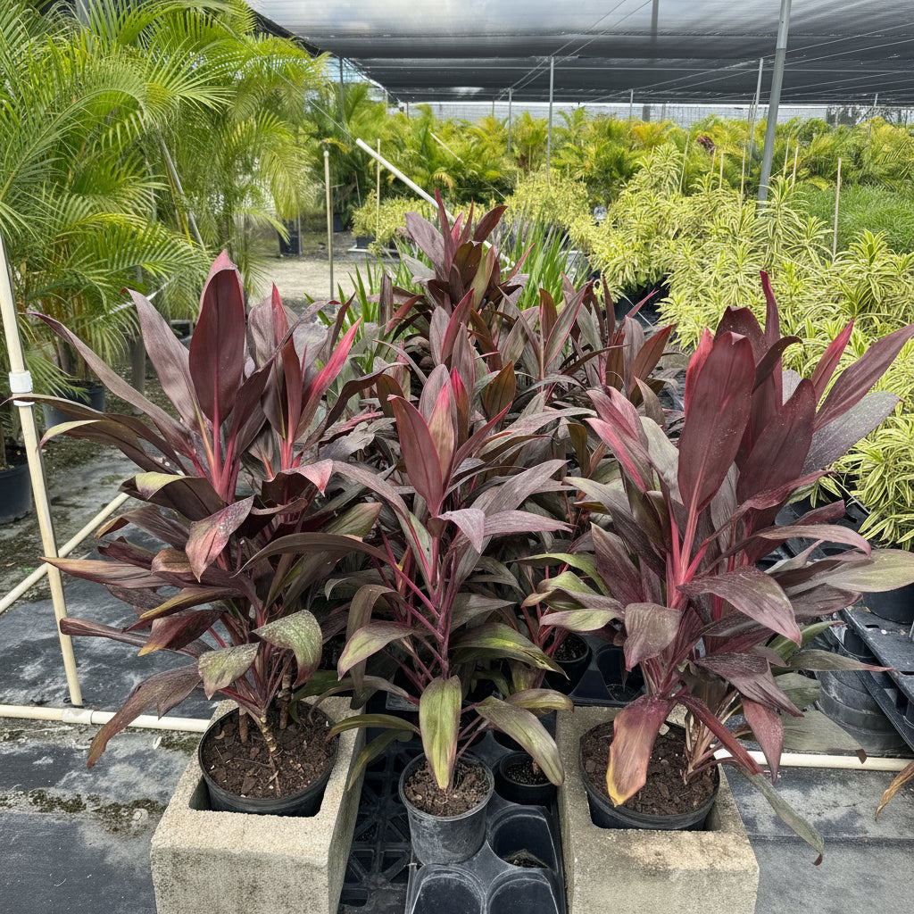 Cordyline Red Sensation, Good Luck Plant in a 2gal pot