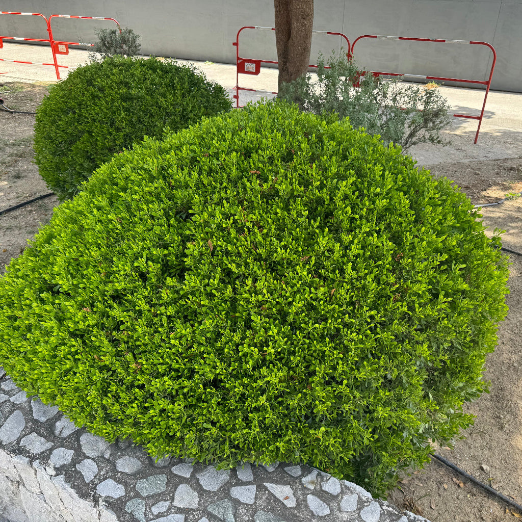 Winter Green Boxwood Shrub shaped like a sphere in the ground