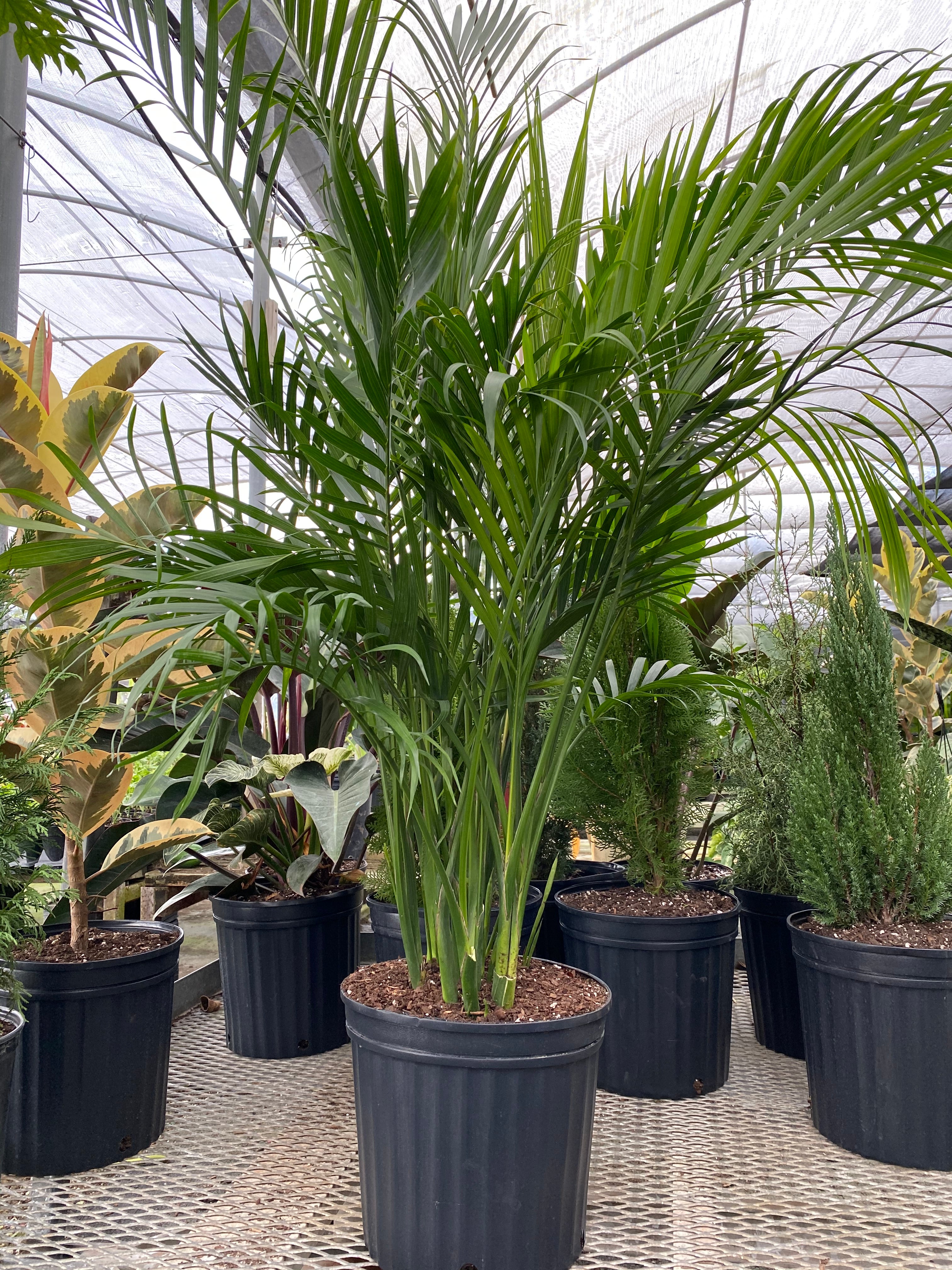Cat Palm, Live Tropical Plant Indoor
