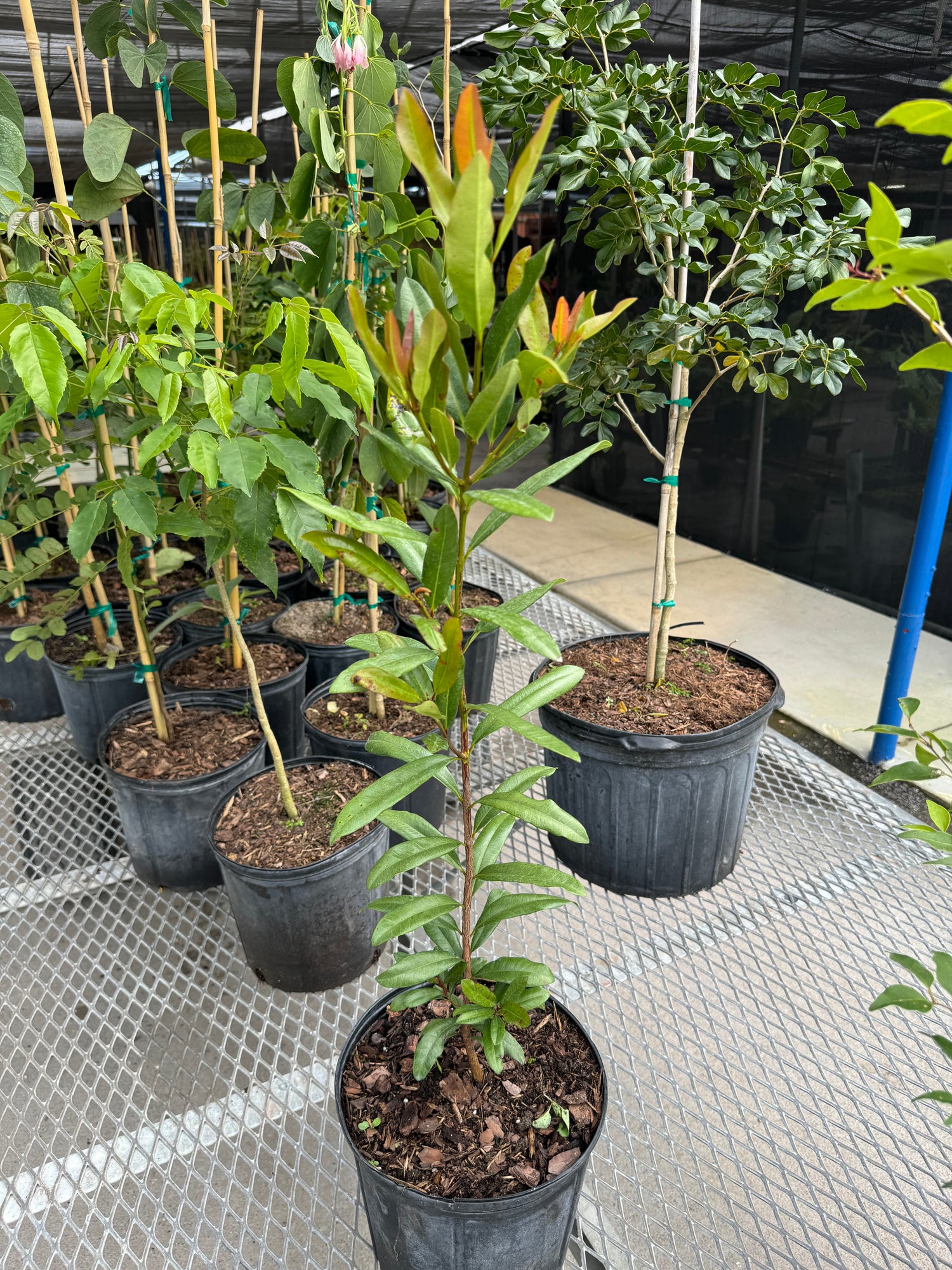 Bay Rum Flowering Tree, Pimenta Racemosa