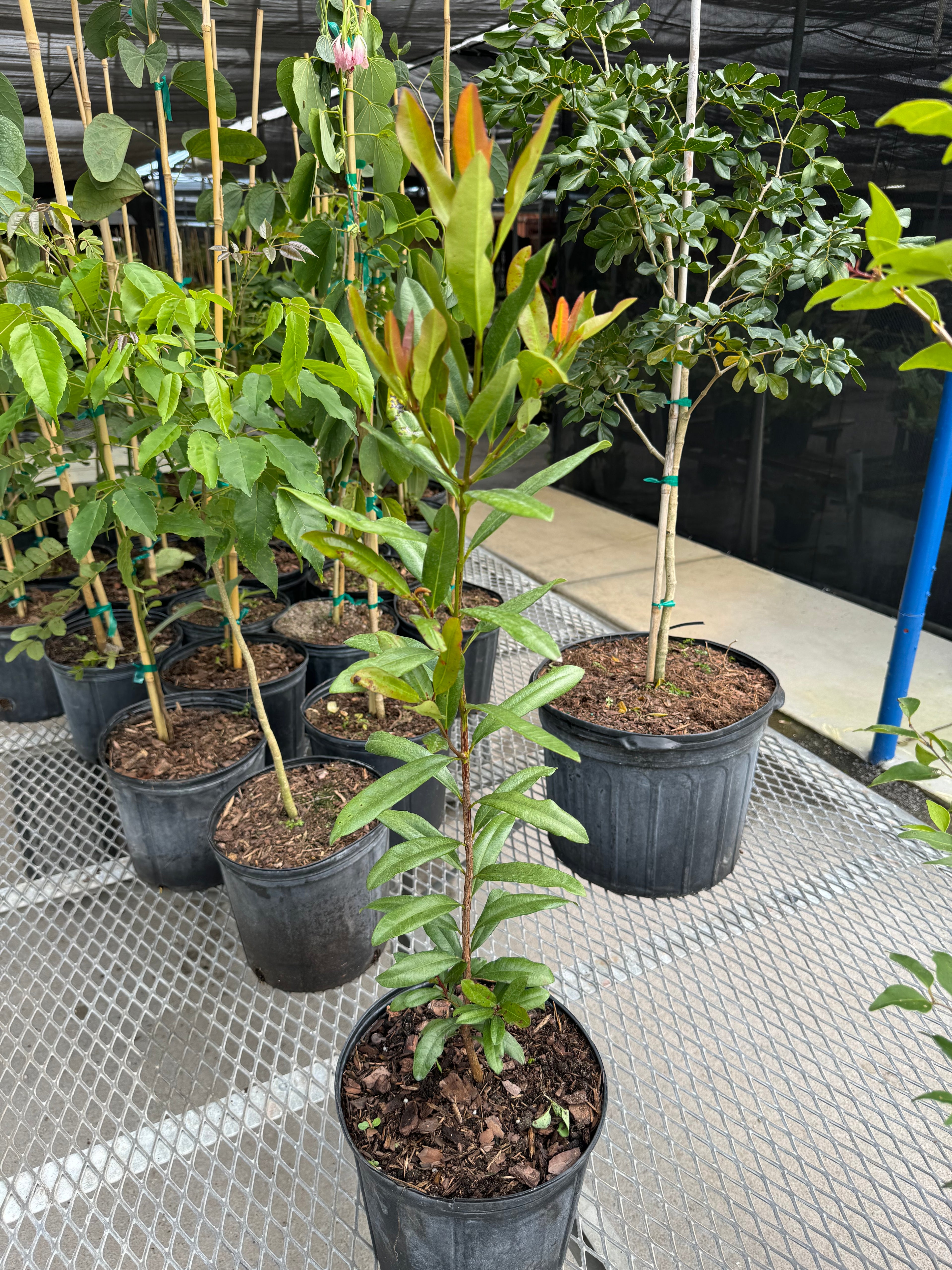 Bay Rum Flowering Tree, Pimenta Racemosa