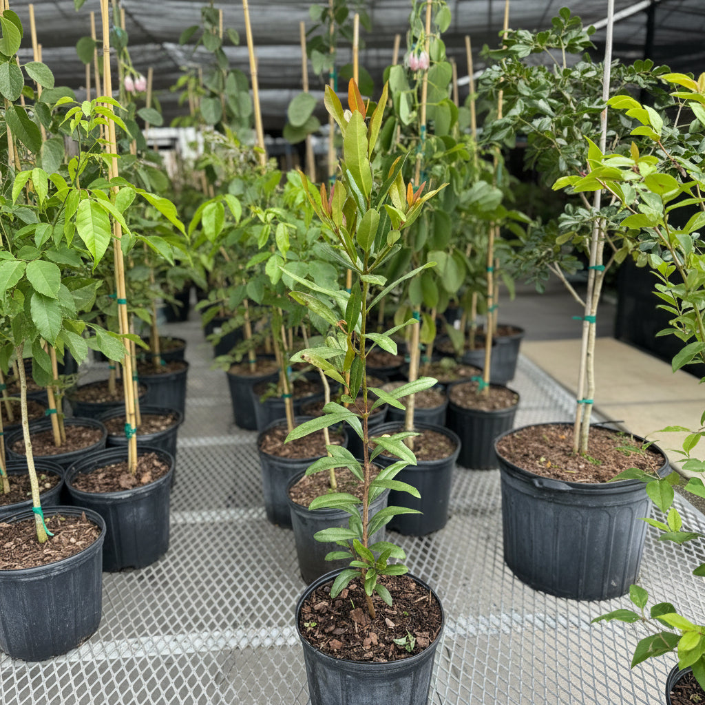 Bay Rum Flowering Tree, Pimenta Racemosa in a 2gal pot on trailer