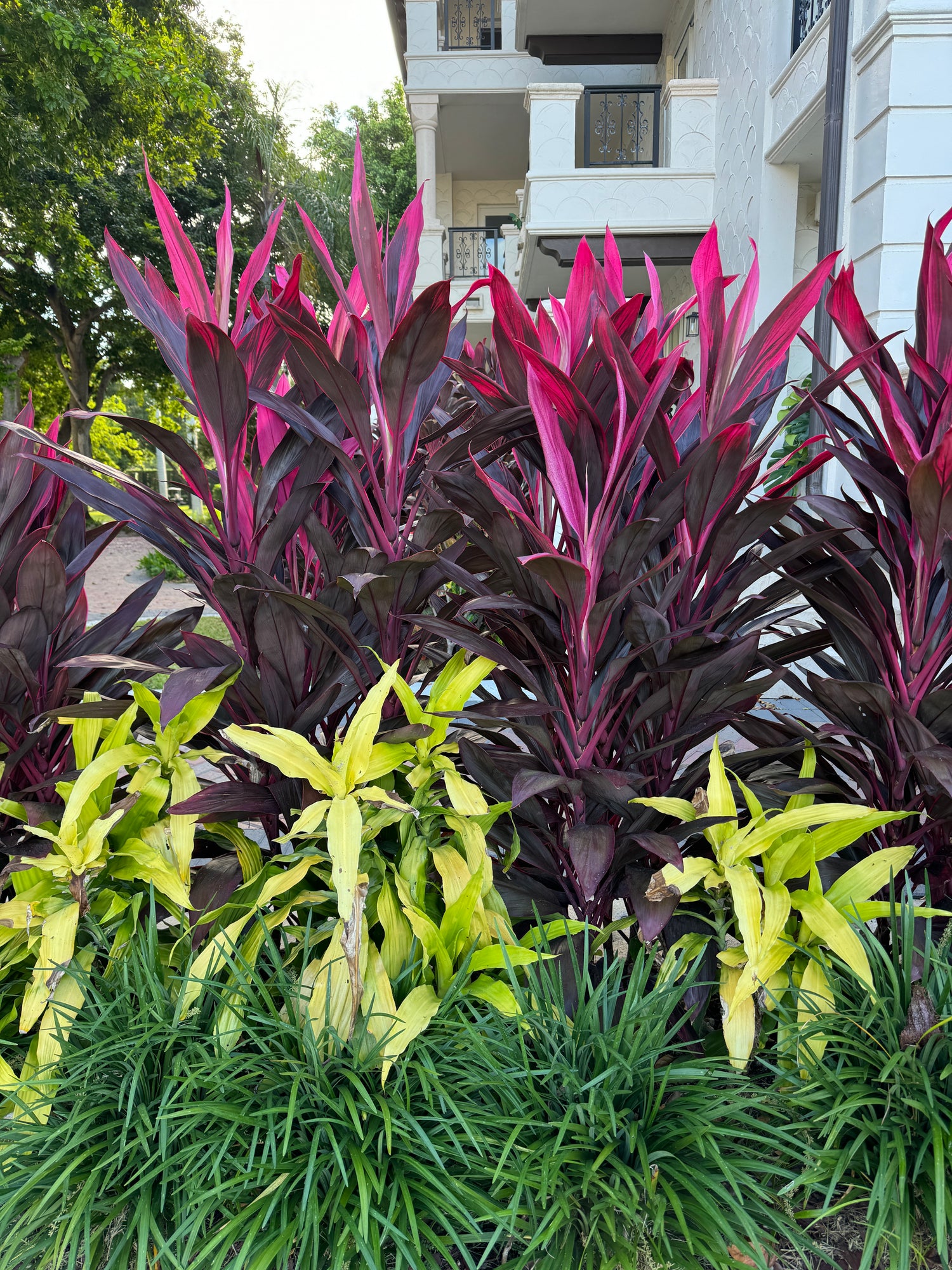Cordyline Red Sister, Terminalis Ti Plants