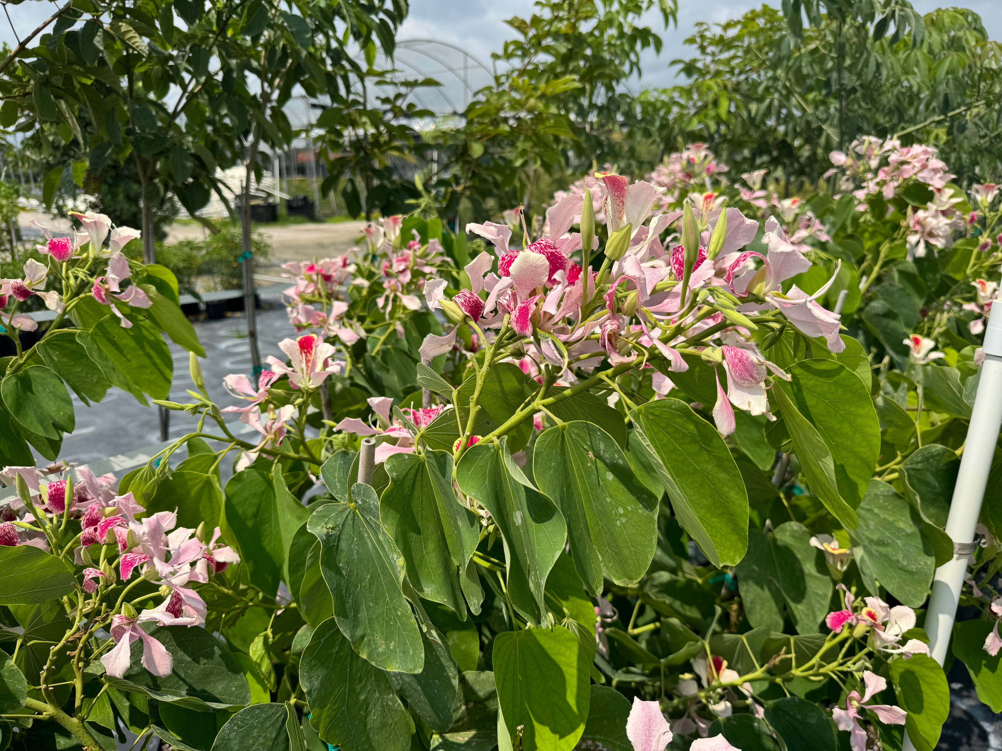 Pink Orchid Flowering Tree, Bauhinia Monandra Butterfly Flower