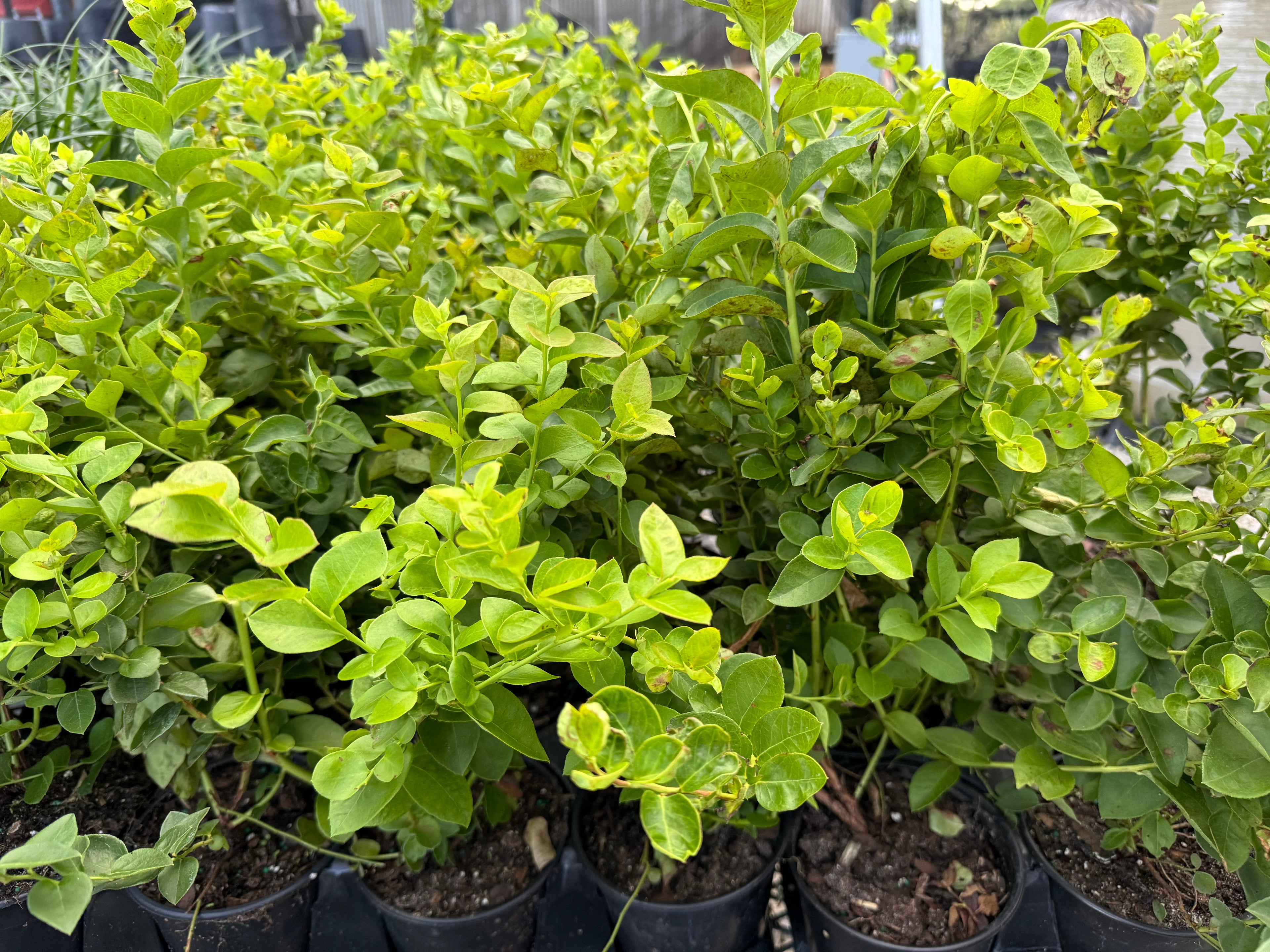 Blueberry Emerald Highbush, Vaccinium Corymbosum
