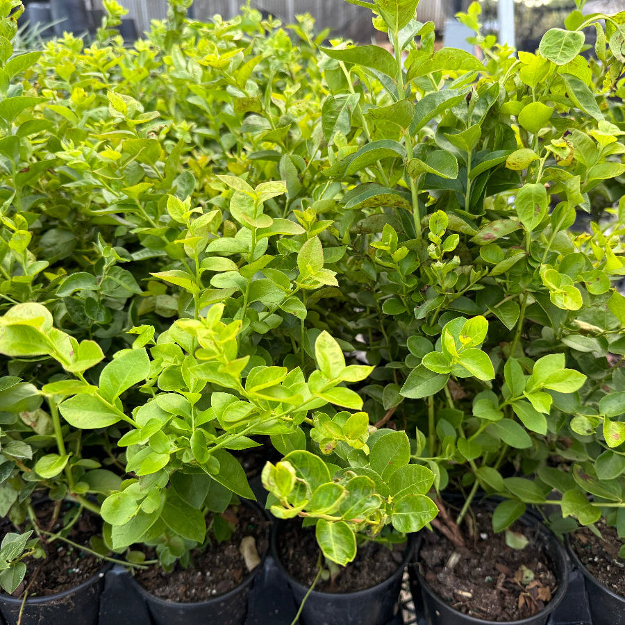 A close-up view of vibrant, leafy green shrubs growing in black nursery pots, arranged closely together in an outdoor setting
