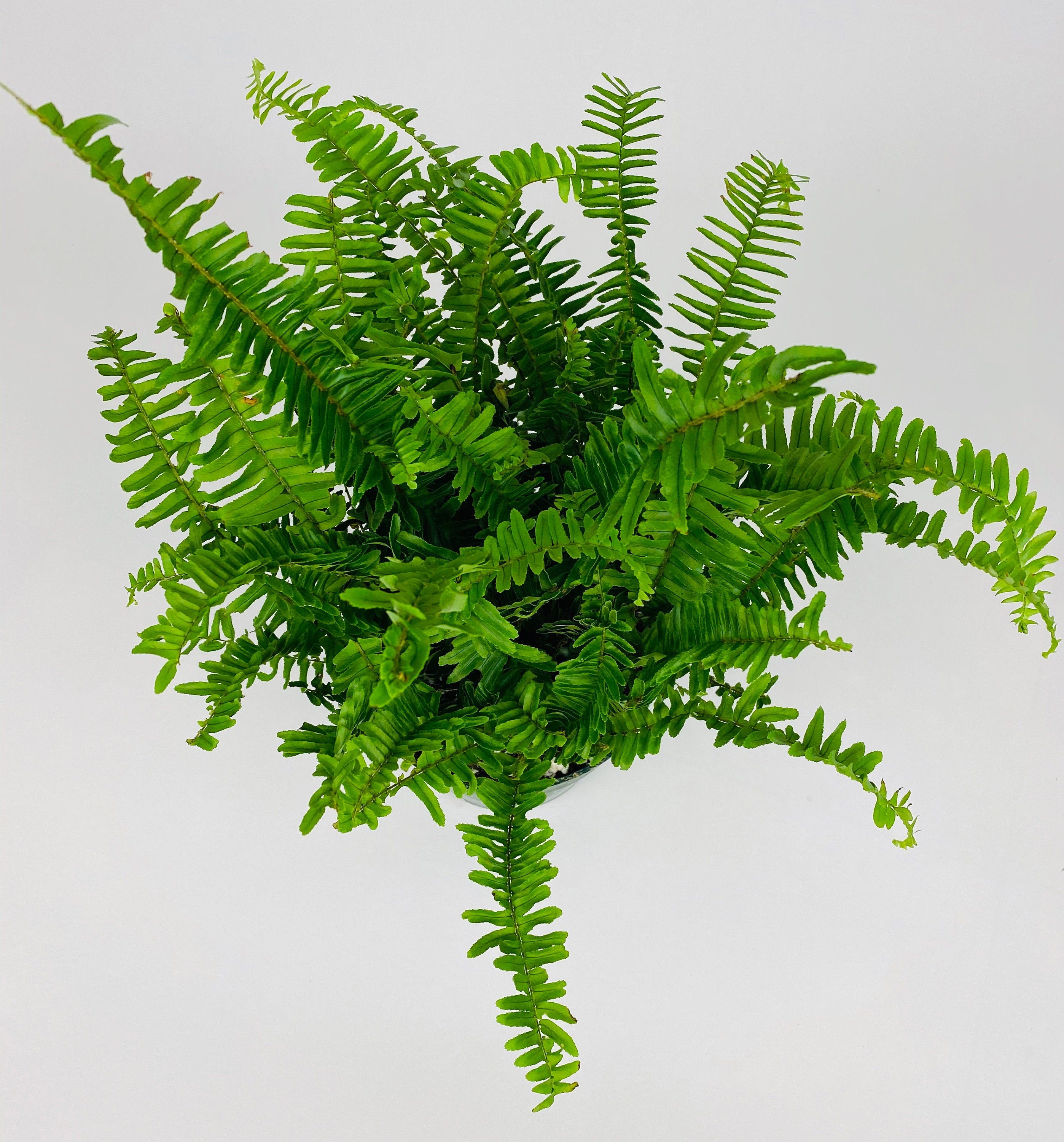 upper view of Kimberly Queen Fern