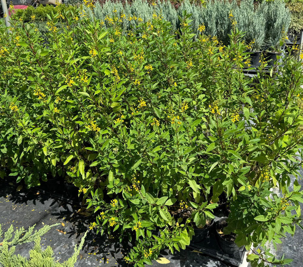A close-up view of a lush green shrub featuring vibrant green leaves and clusters of small, bright yellow flowers illuminated by sunlight