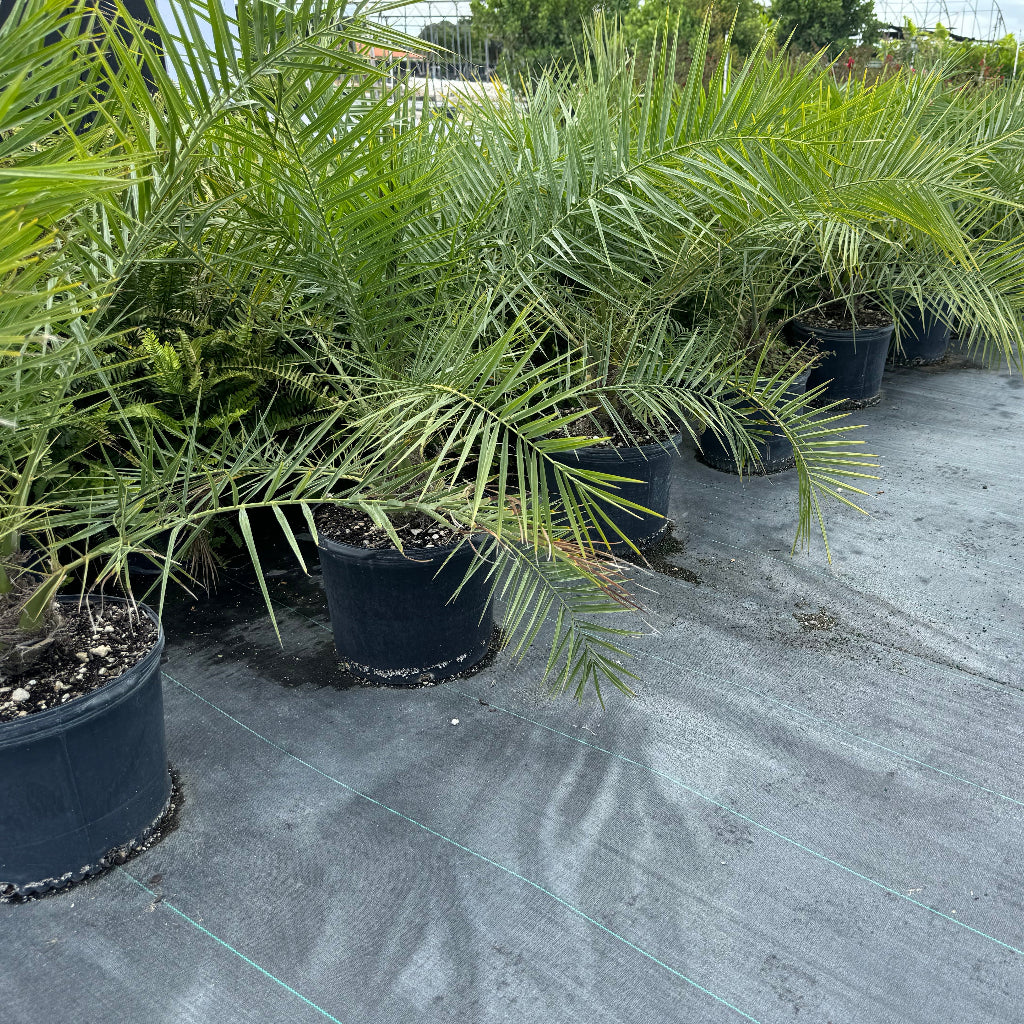 Phoenix Reclinata Single, Roebelinii Date Palm Hybrid
