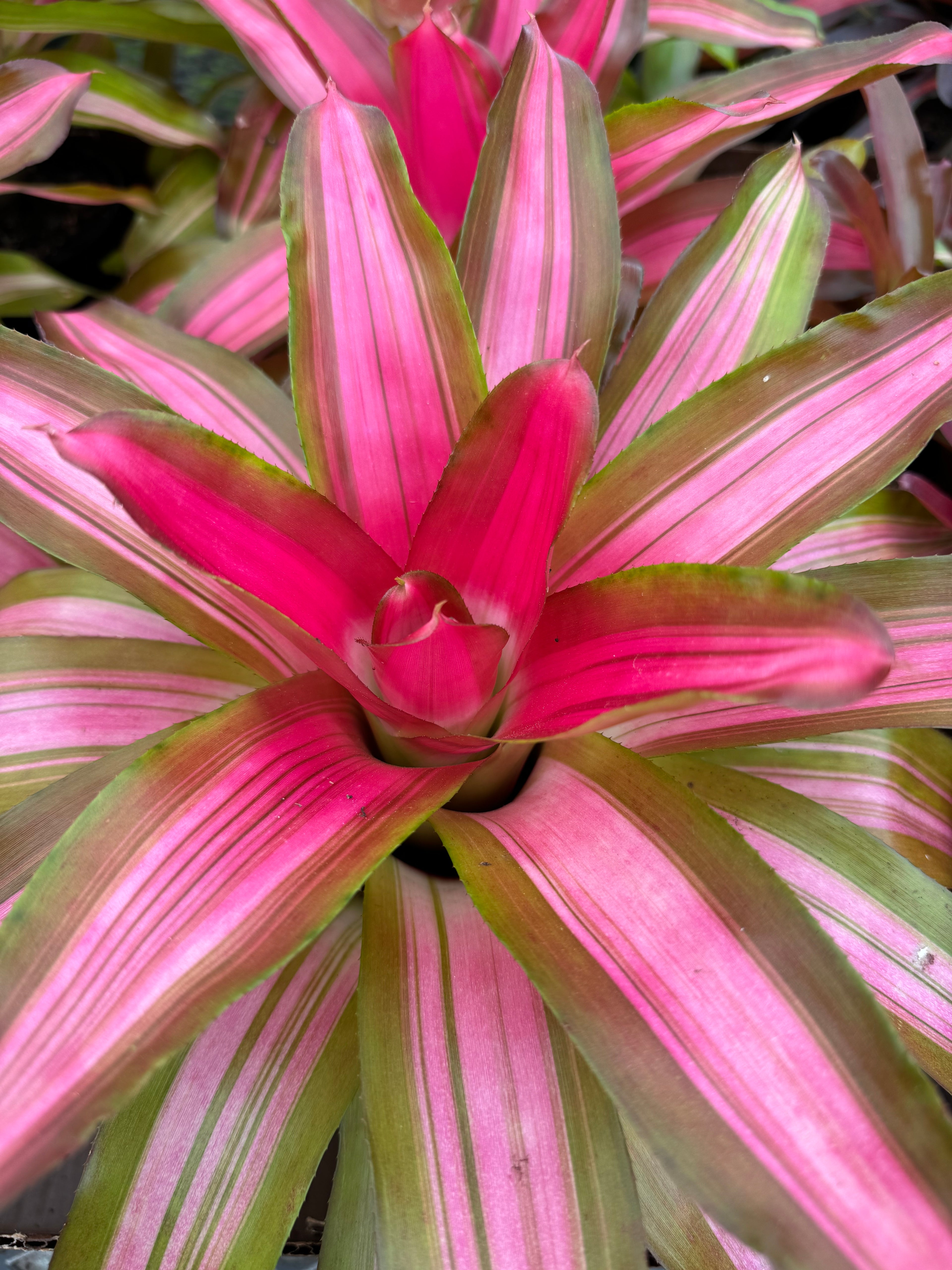 Bromeliad, Neoregelia Tricolor