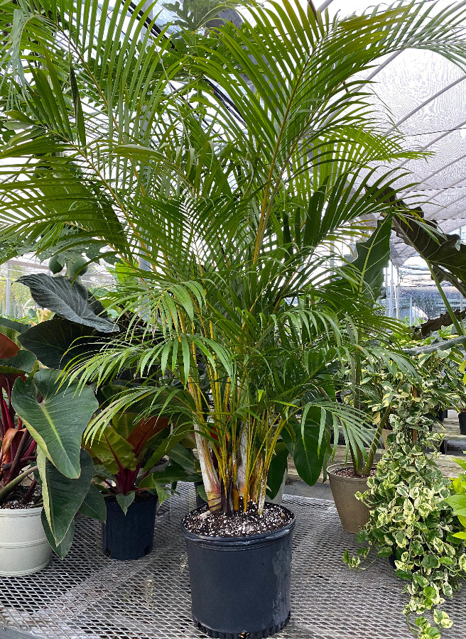 Areca Palm, Golden Cane, Dypsis Lutescens in 7 gallon black nursery pot with vibrant tropical foliage and multi-stem growth habit, ideal for indoor décor and shaded patios.