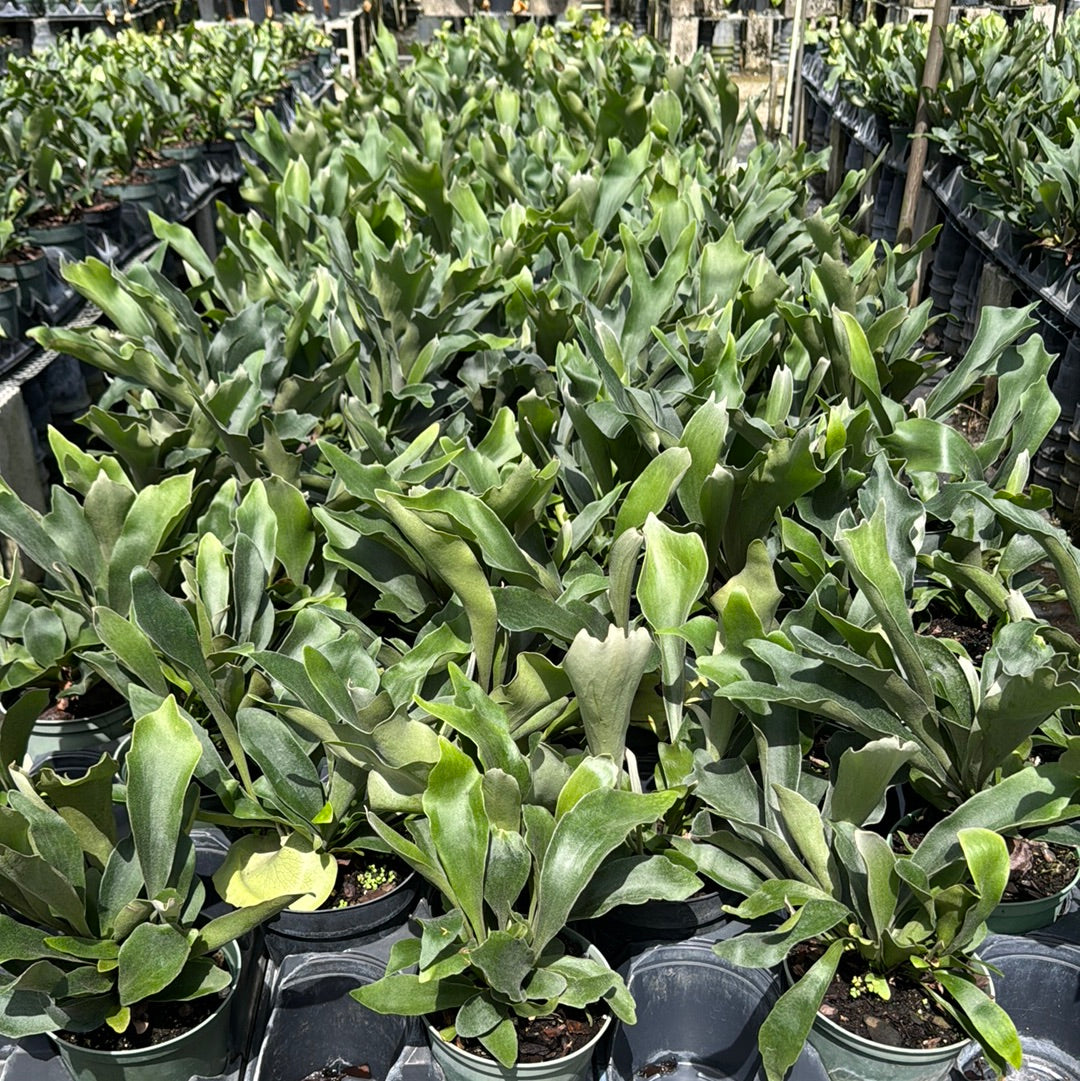 Staghorn Fern, Platycerium Bifurcatum Netherlands