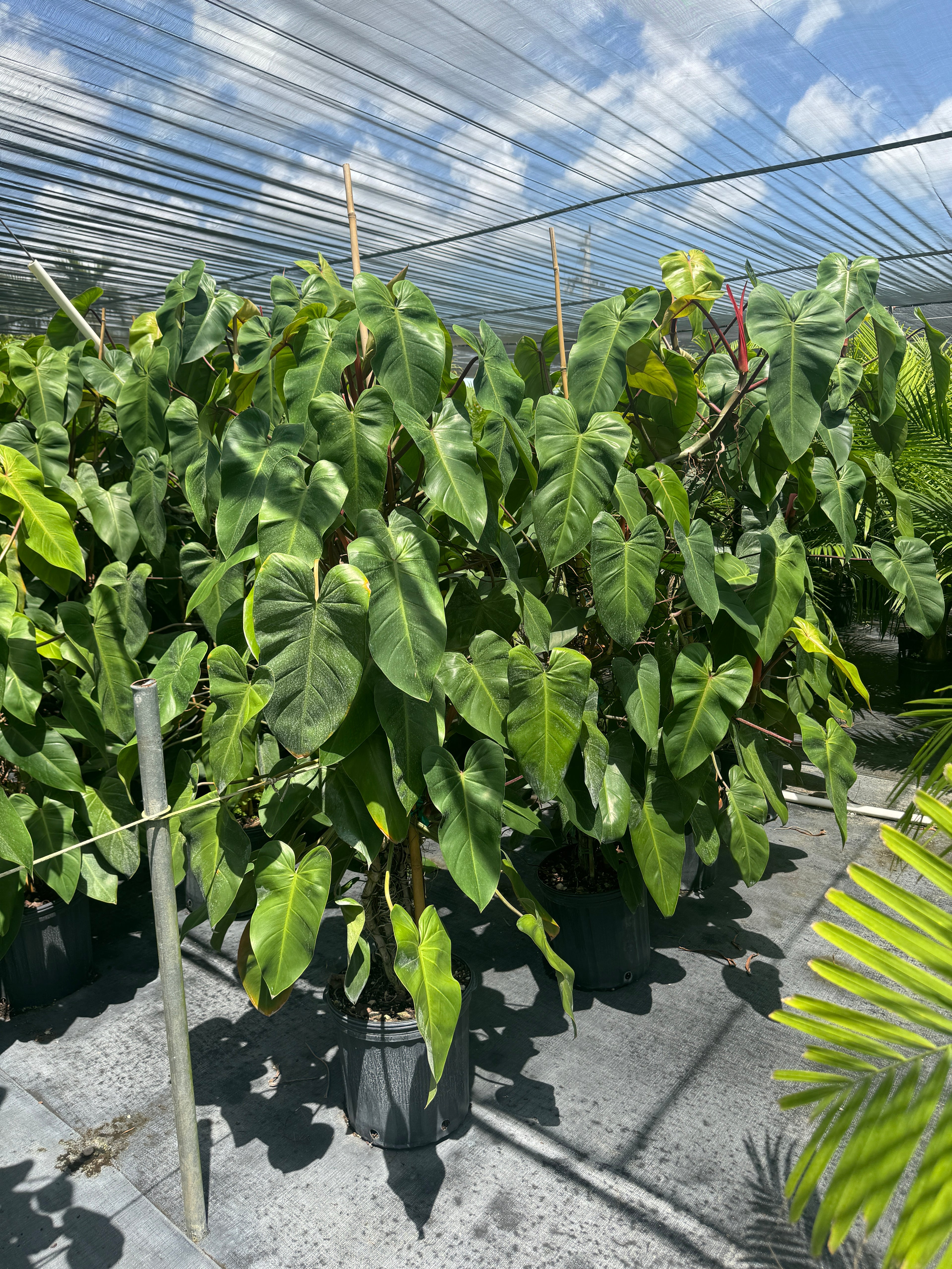 Philodendron Emerald Red in Trellis Exotic Vining Plants