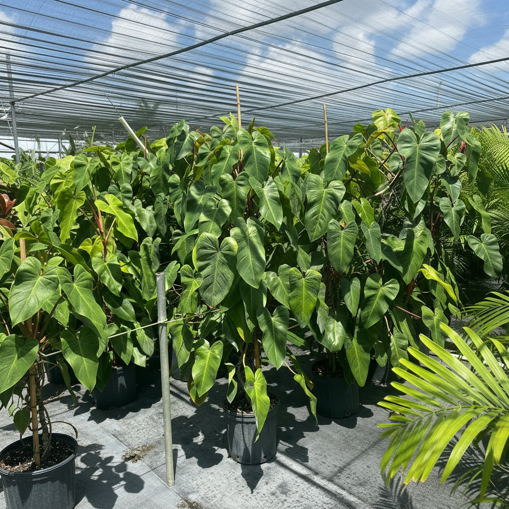 Mature Philodendron Emerald Red in Trellis Exotic Vining Plants in a 5gal pot