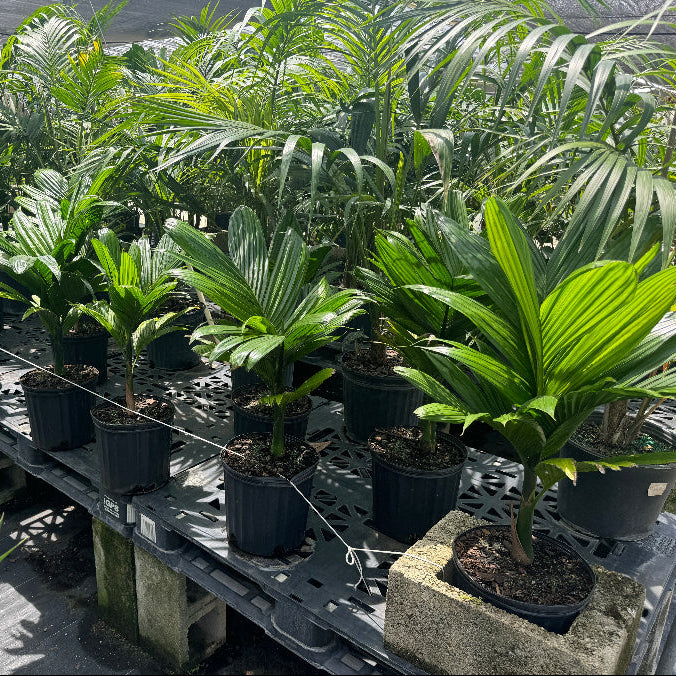 Areca Catechu &