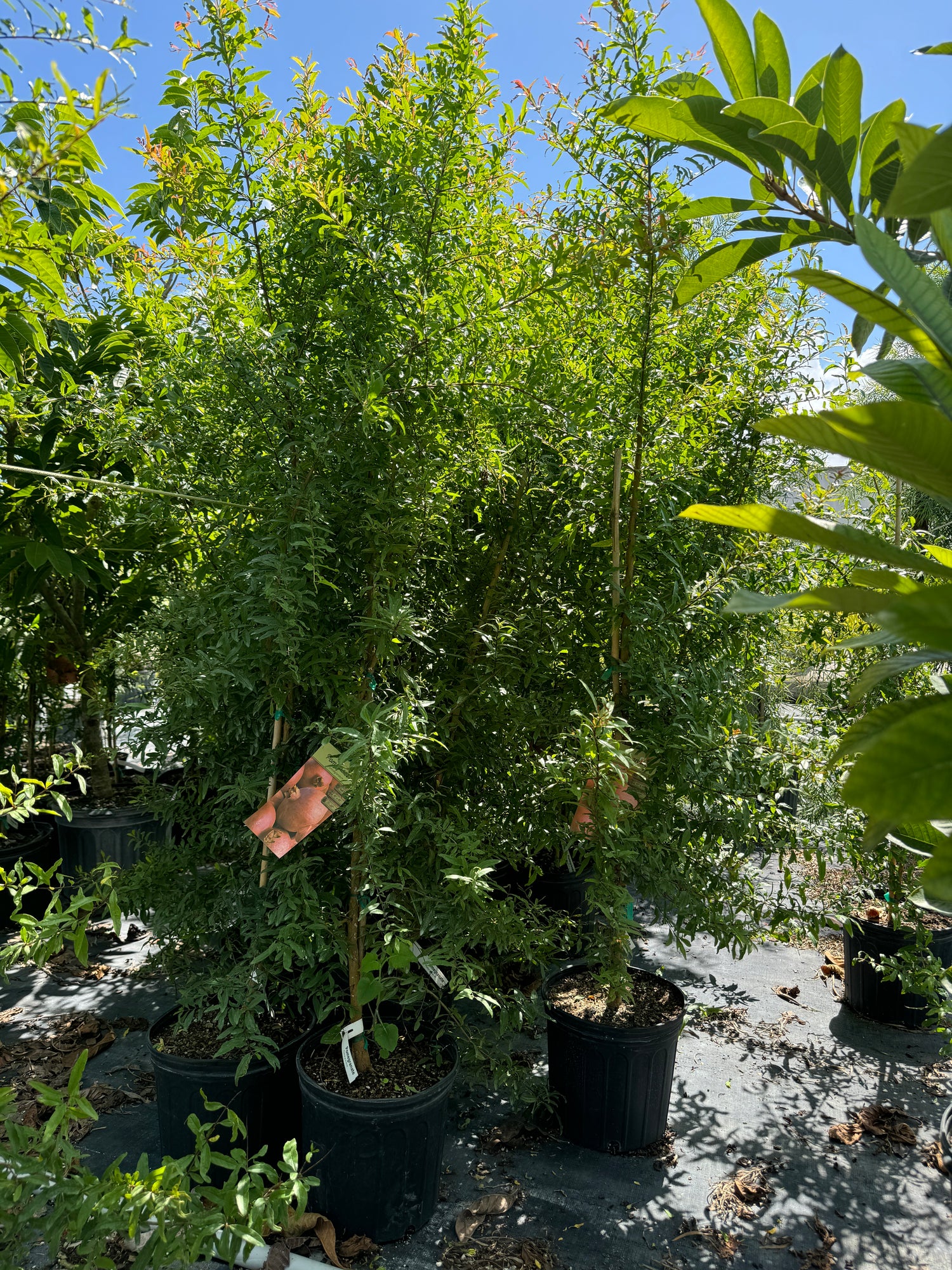 Pomegranate Salavatski Fruit Tree, Russian Red Pomegranate