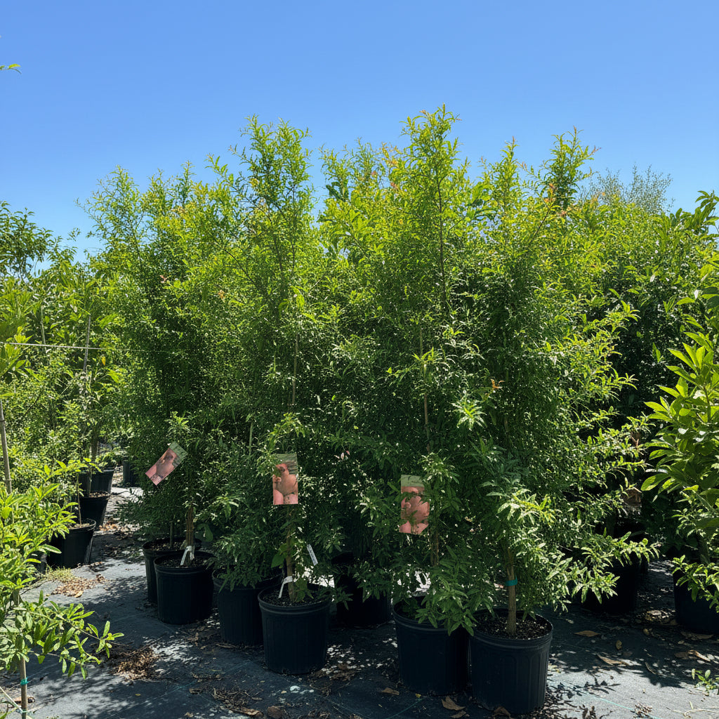 Pomegranate Salavatski Fruit Tree&