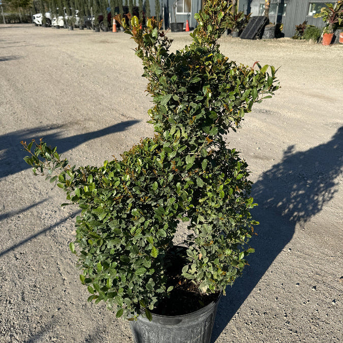 Full Grown Topiary Eugenia Dog Form, Frenchie Style in a 5-gallon nursery pot for outdoor use to amplify a front entryway or garden bed