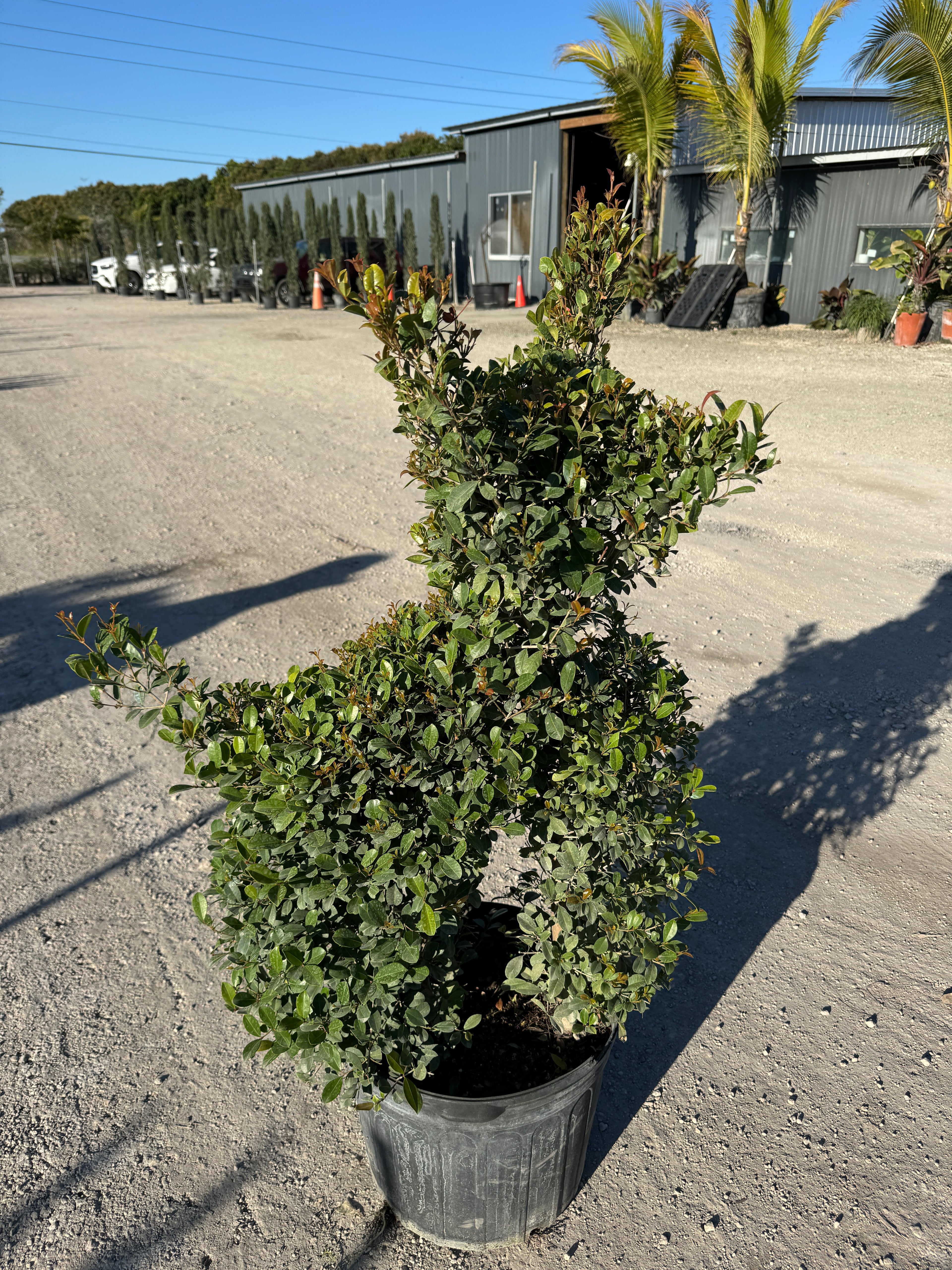 Topiary Eugenia Dog Form, Frenchie Style