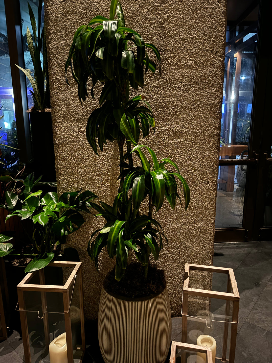 Dracaena Hawaiian Sunshine, Striped Dracaena Deremensis