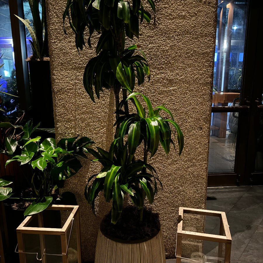 Dracaena Mass Cane Corn Plant Massangeana, 3 staggered stems in a planter