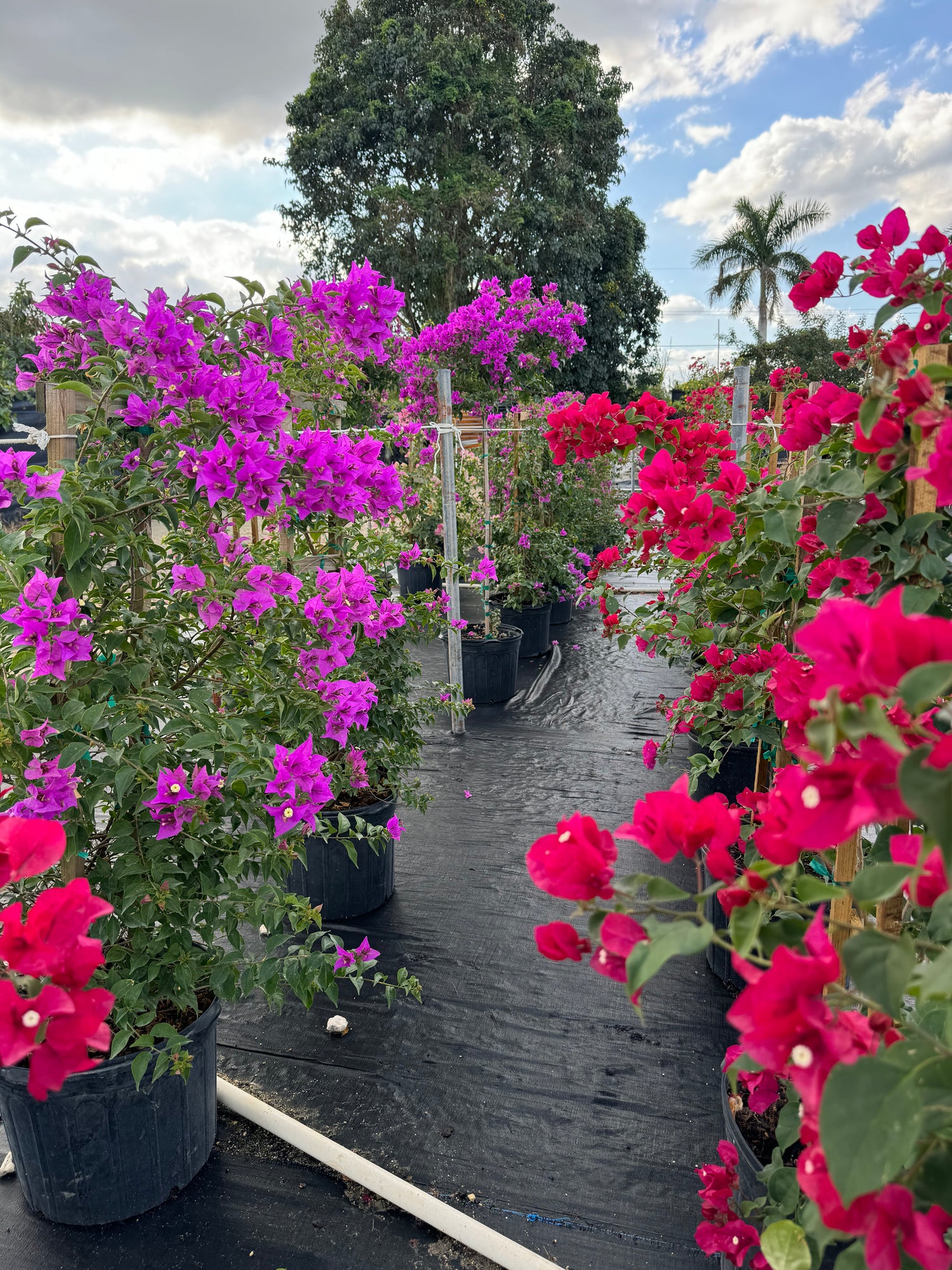 Bougainvillea Purple Flower in Trellis,, &