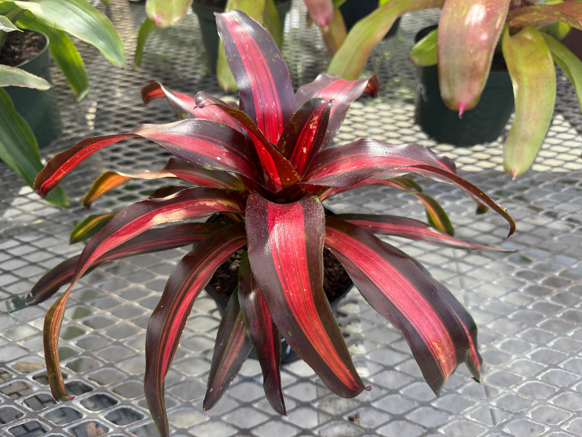 Potted Bromeliad Neoregelia Pimiento Peppermint